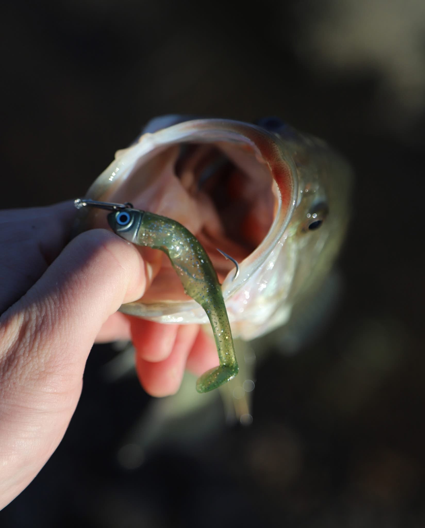 Drift Weedless Shoal Shad Double Combo Bass Lure