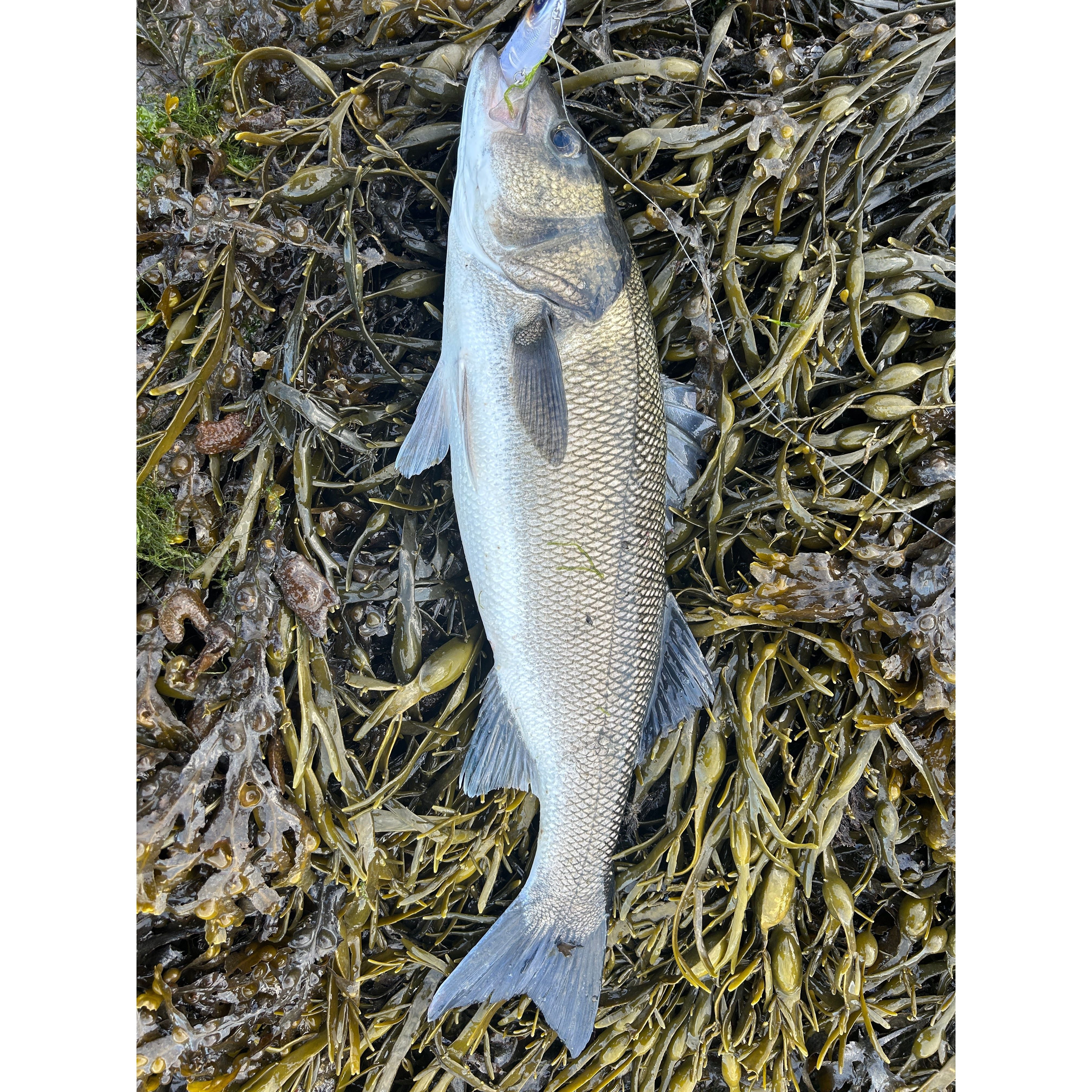Small Surface Dog Bass Lure 95mm 15g - Bass Lures UK