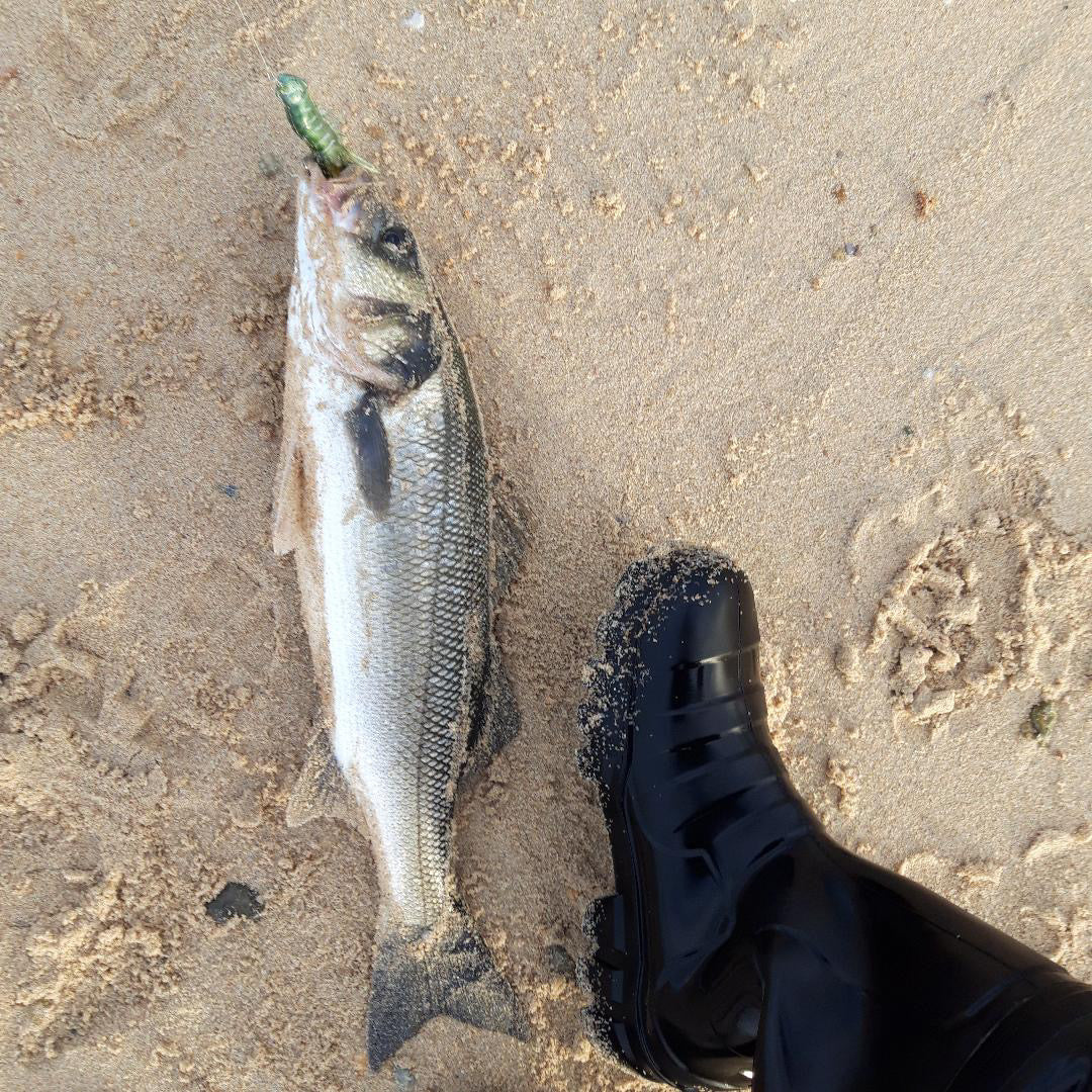 Live Target Fleeing Shrimp Soft Plastic Bass/Guilt Head Bream Jig