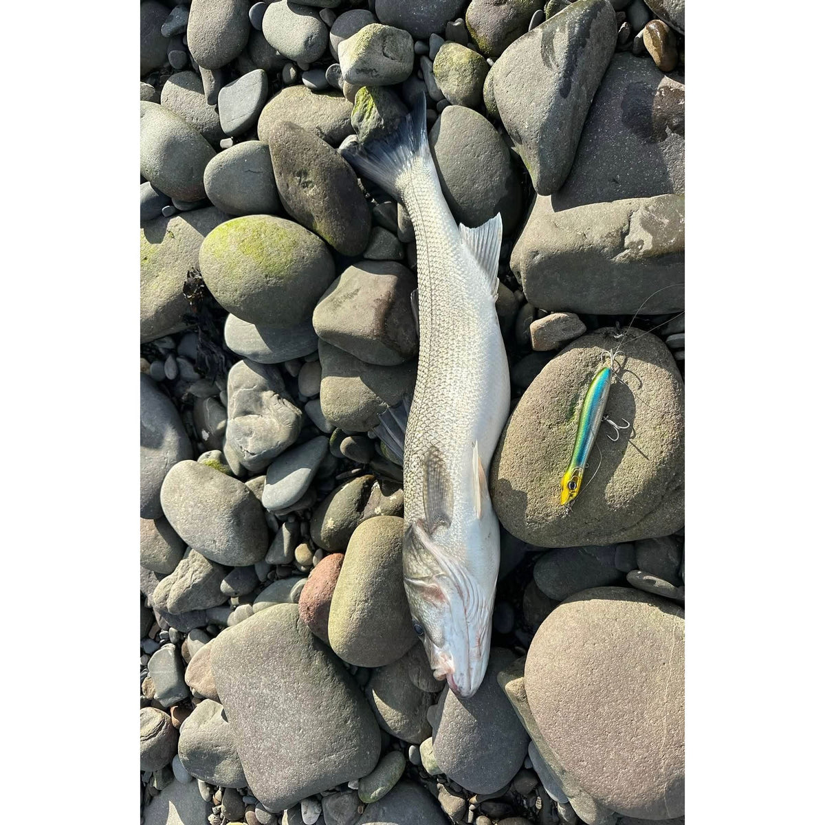 Large Surface Topwater Bass Lure 140mm 26g