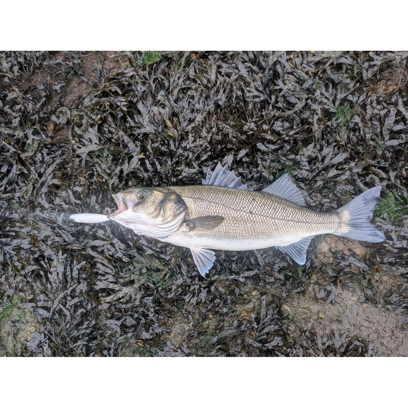 Small Chap Surface Topwater Bass Lure 90mm 16g