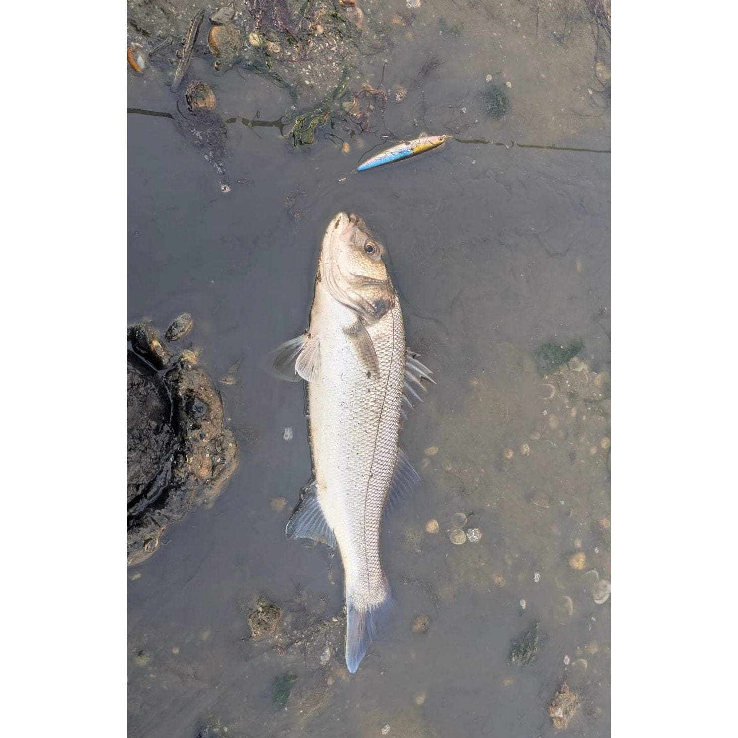 Medium Surface Skimming Bass Lure 110mm 13g