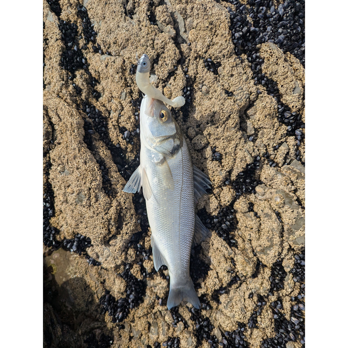 Drift Weedless Shoal Shad Double Combo Bass Lure