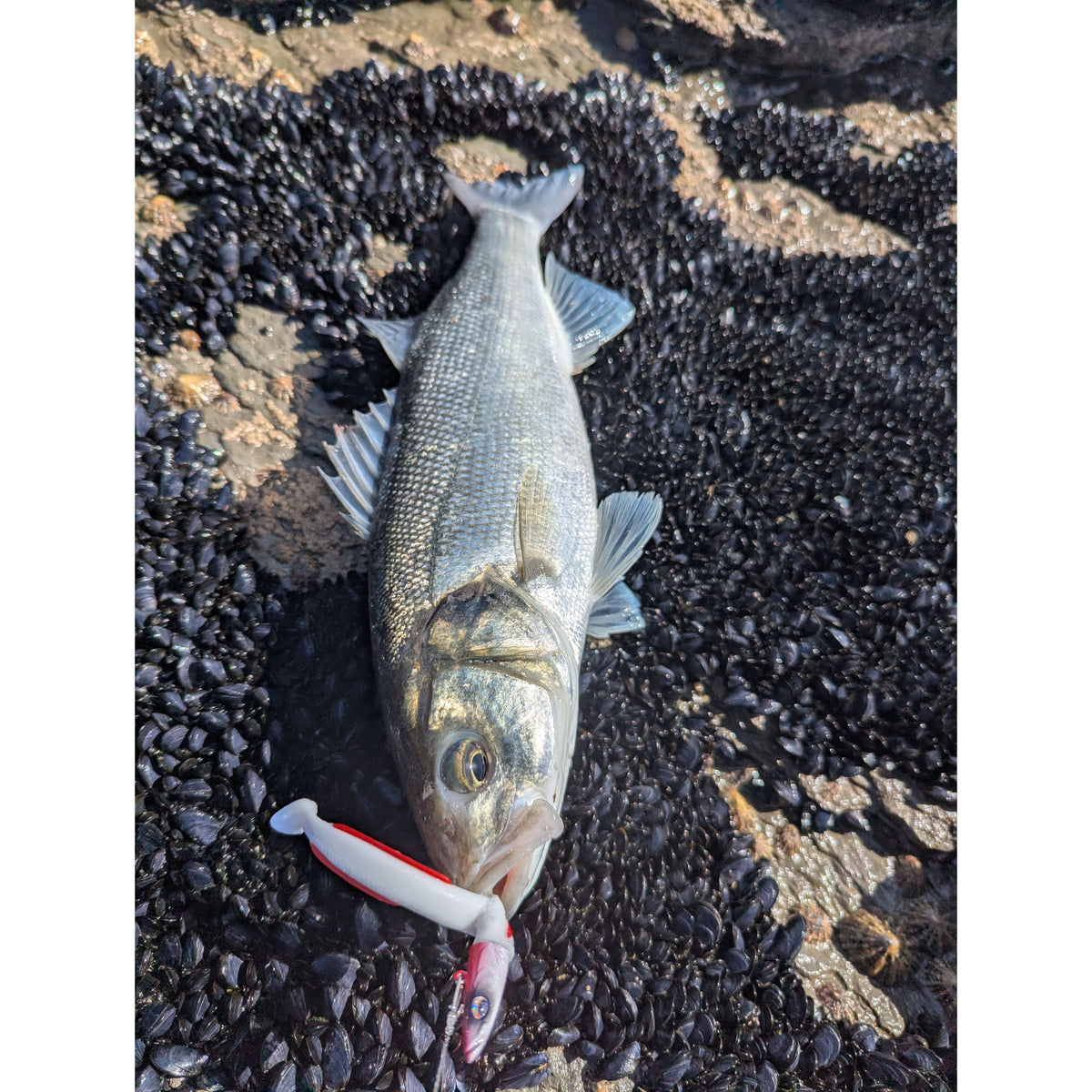 Weighted Sandeel Bass Lure 140mm & 110mm