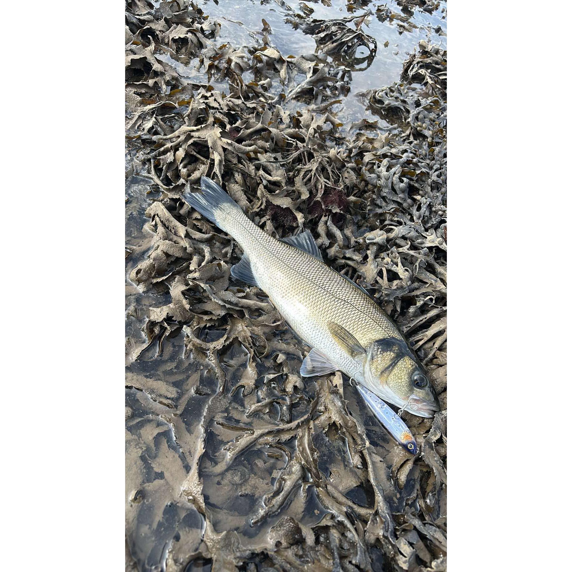 Small Surface Dog Bass Lure 95mm 15g