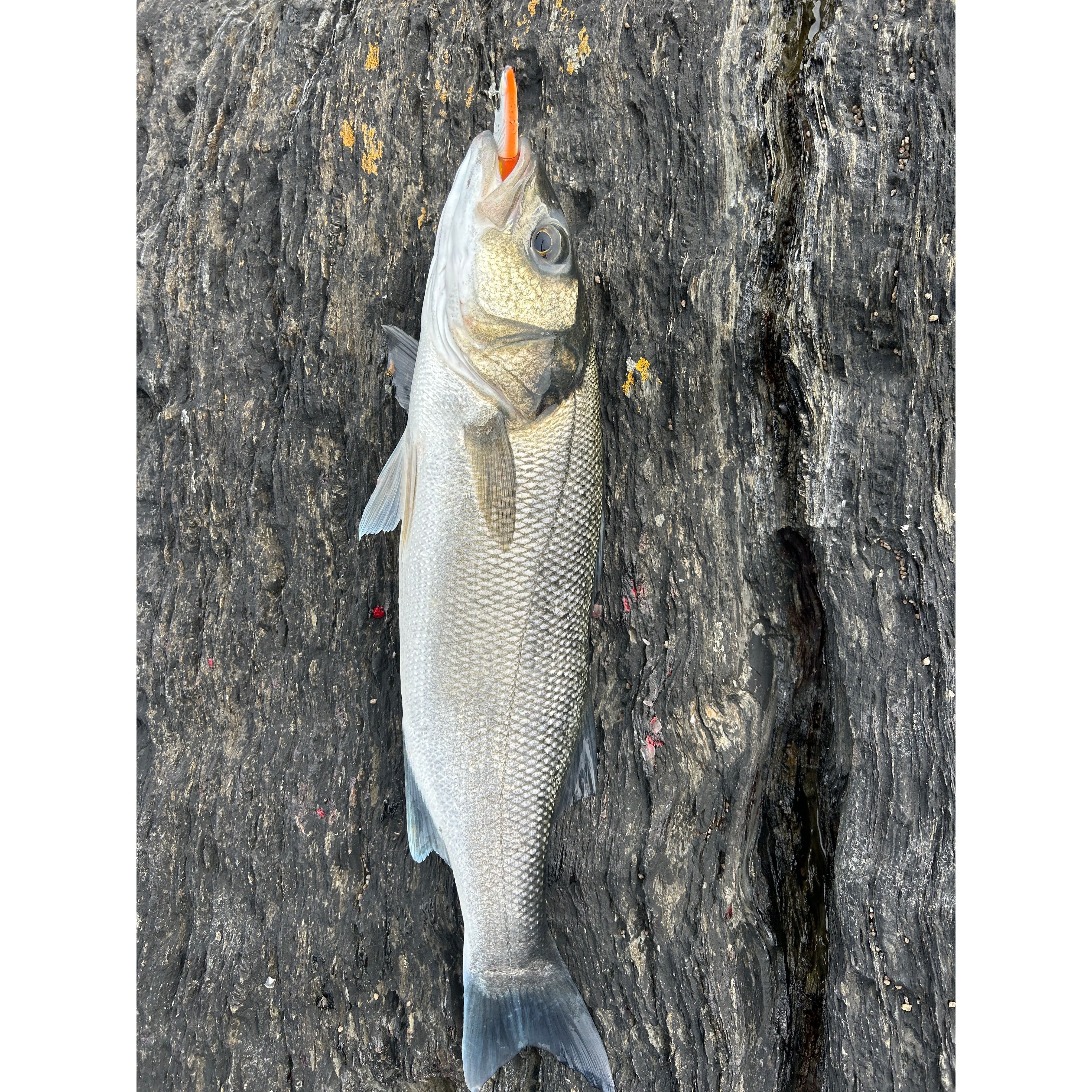 Weighted Sandeel Bass Lure 140mm 27g