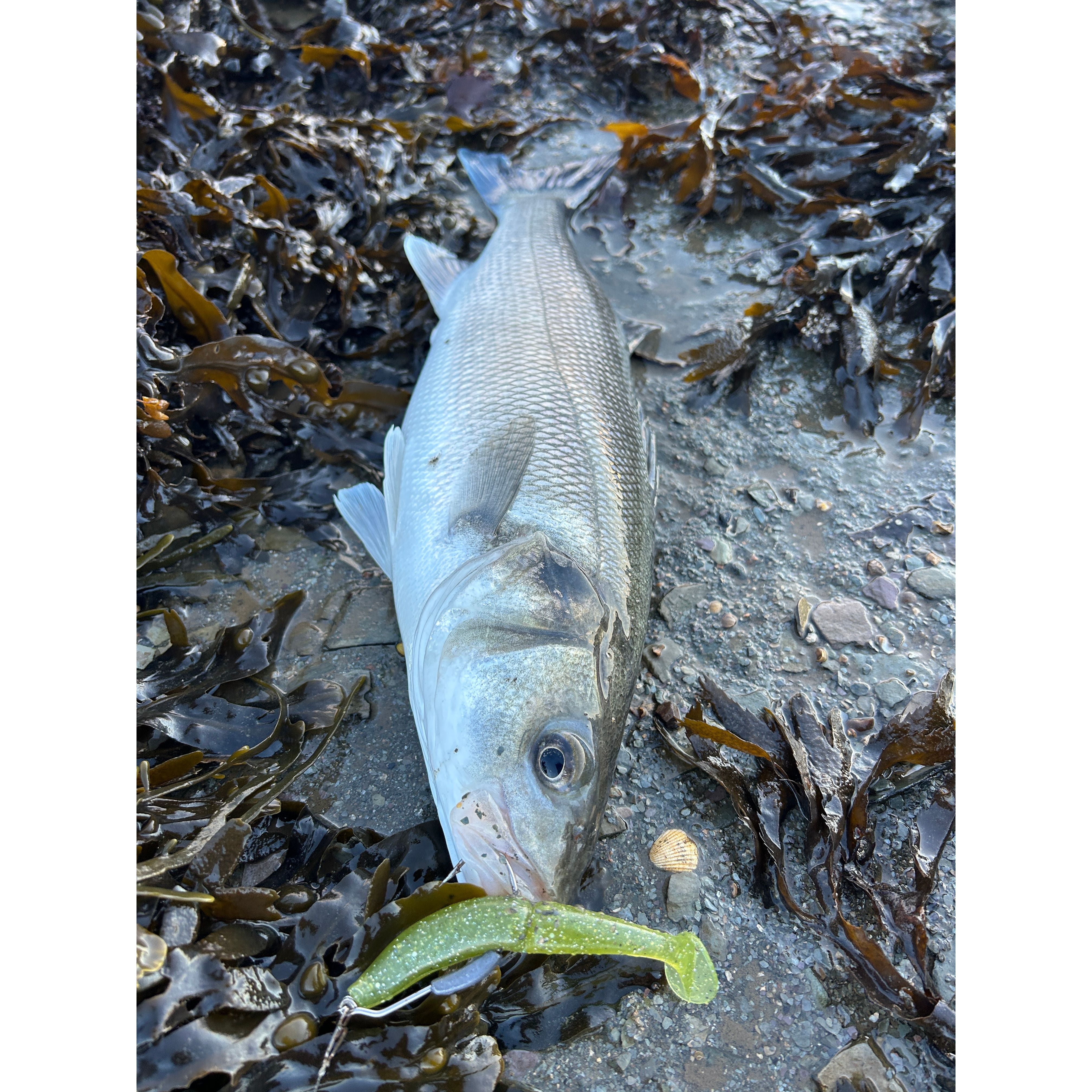 4” Handmade Cornish Split Shad Bass Lure Sets (NEW)