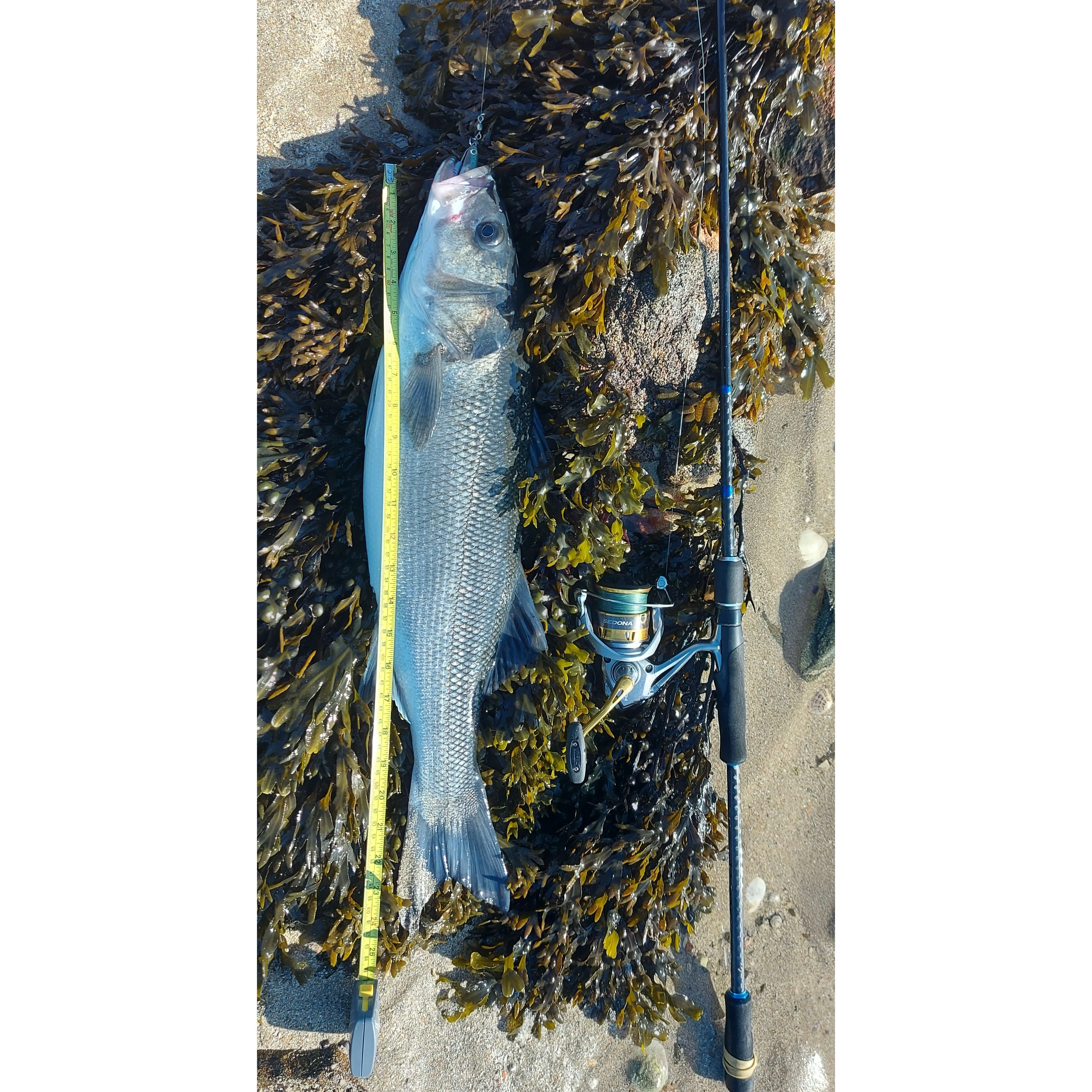 4.5” Supersoft Shad Sand Smelt Bass Lure Sets