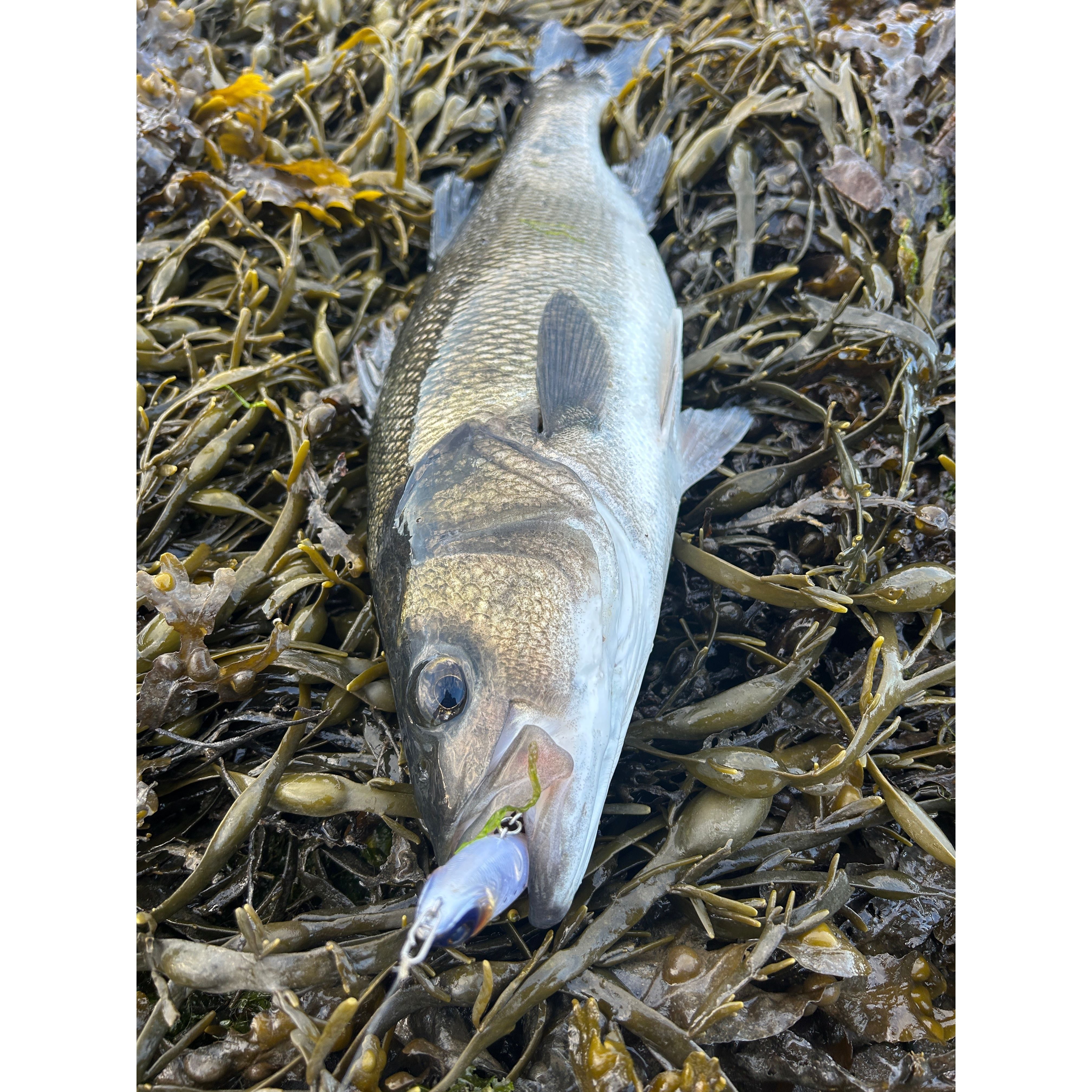 Small Surface Dog Bass Lure 95mm 15g - Bass Lures UK
