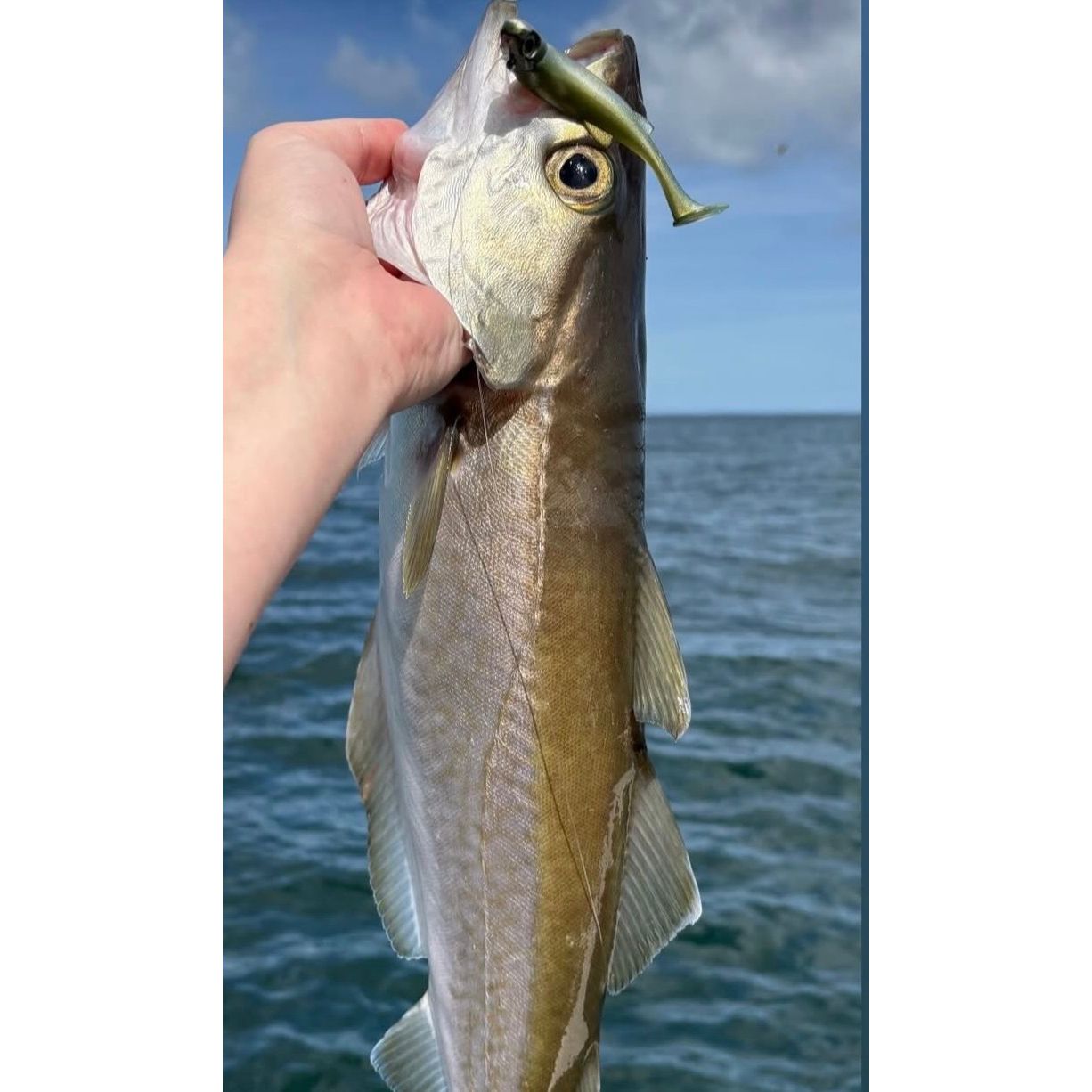 SEADRA PADDLE SHAD DOUBLE COMBO BASS LURE SET (NEW 2025)