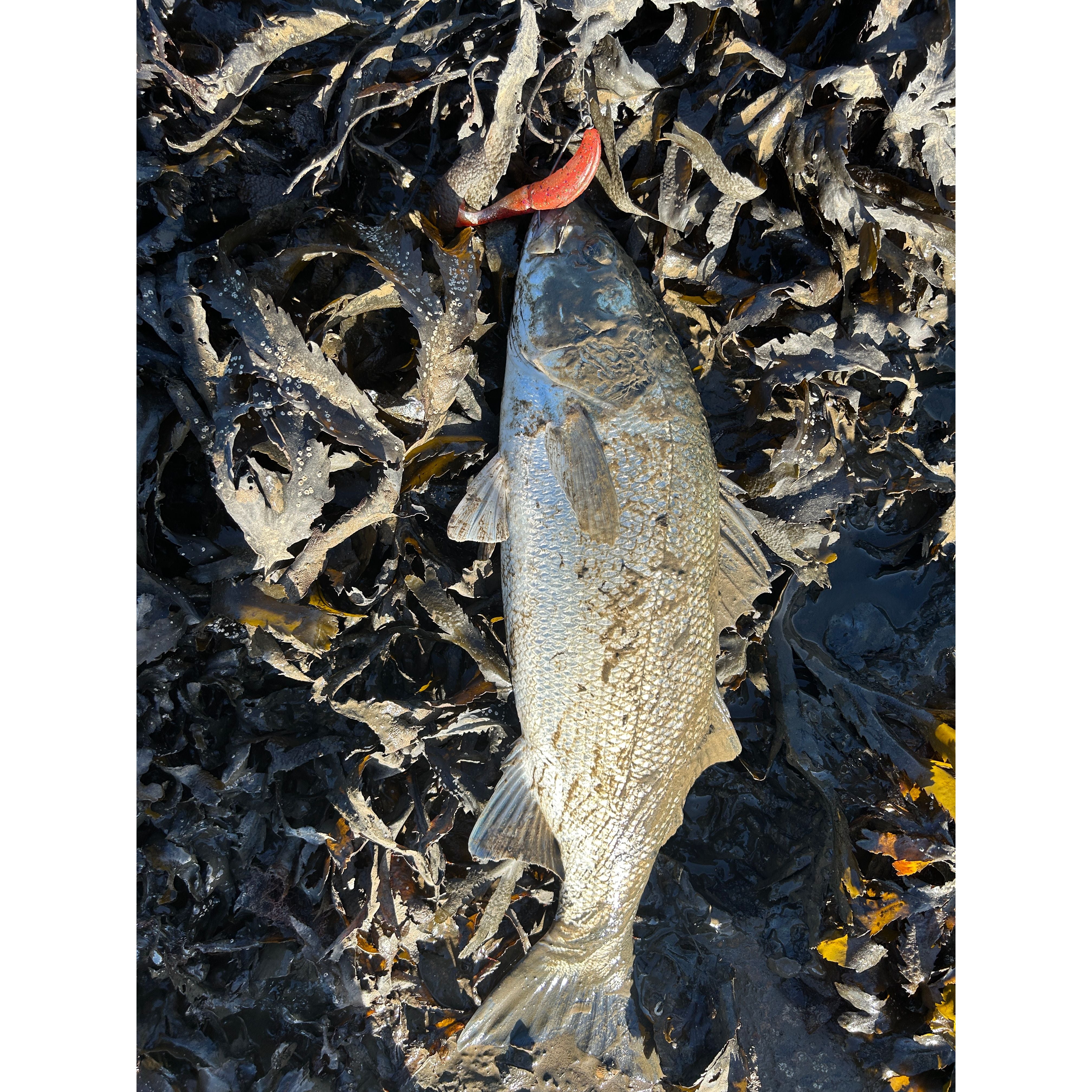 Split Shad Bass Lure Sets