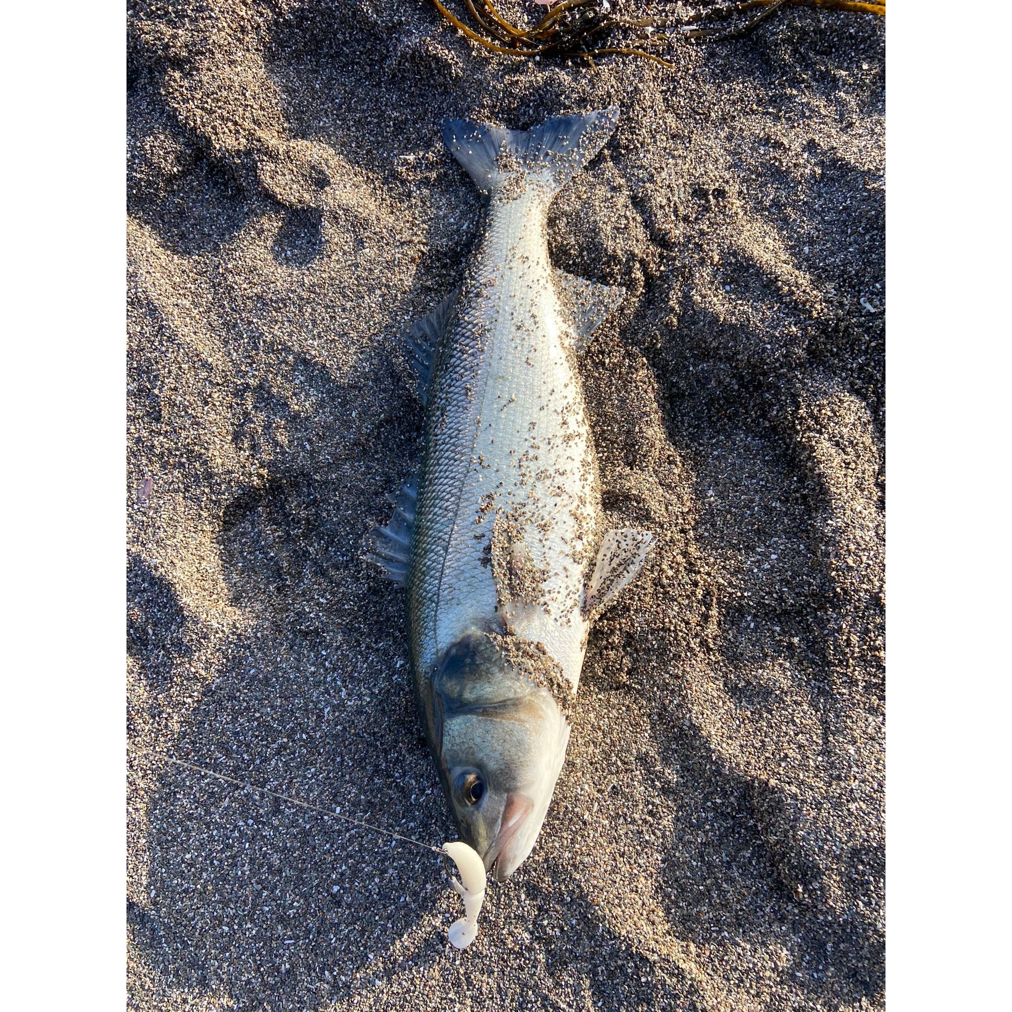 4” Handmade Cornish Split Shad Bass Lure Sets (NEW)