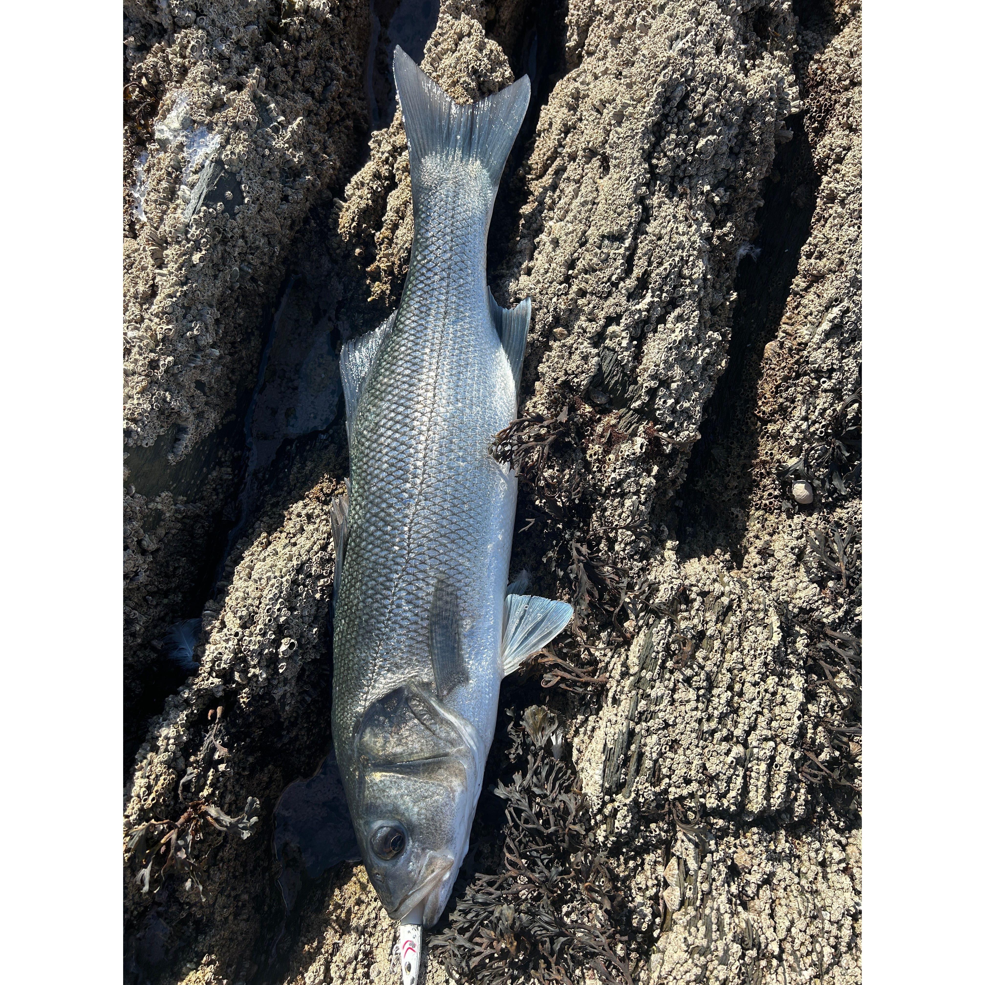 Weighted Sandeel Bass Lure 140mm 27g