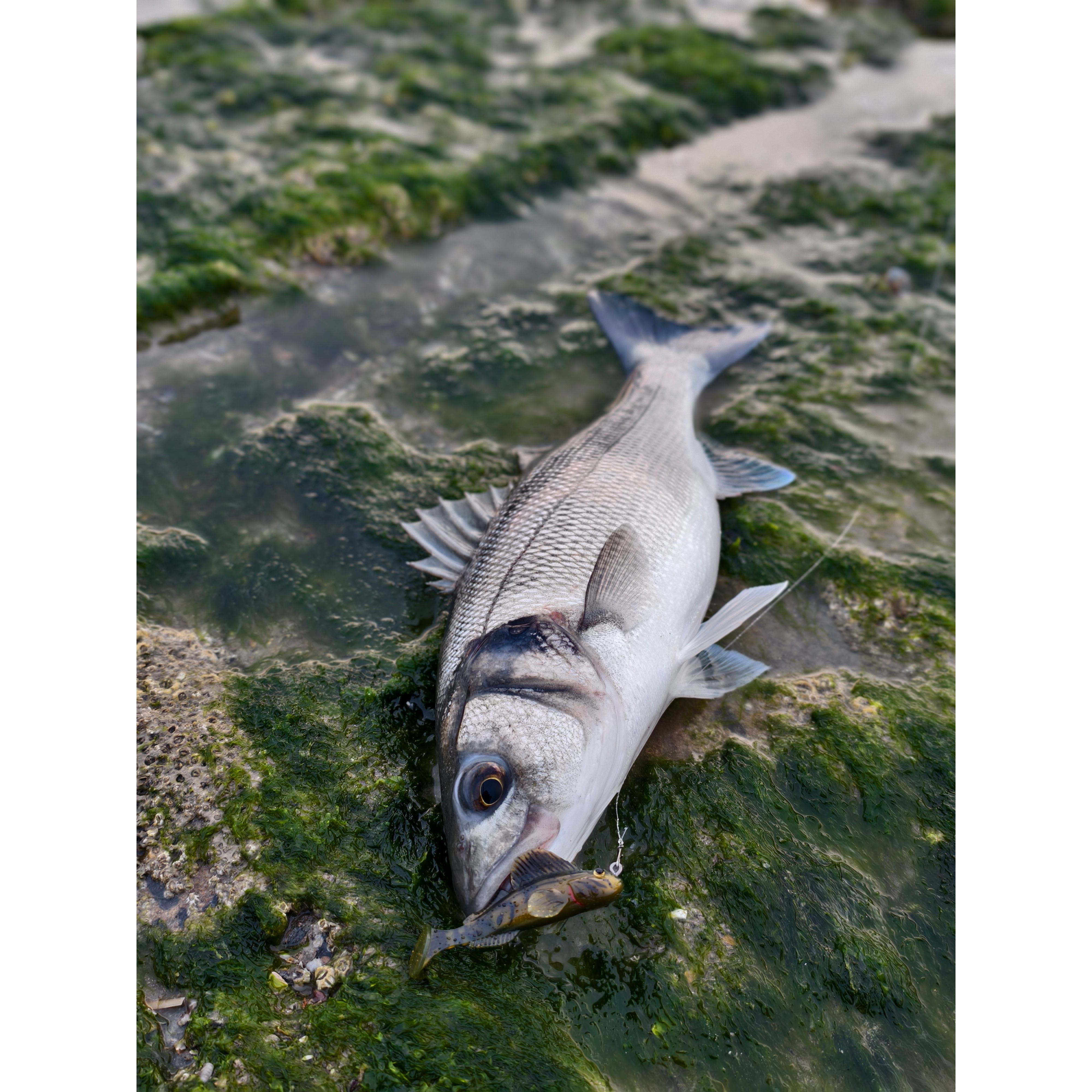 Live Target Goby 2.0 Rigged Creature Bait