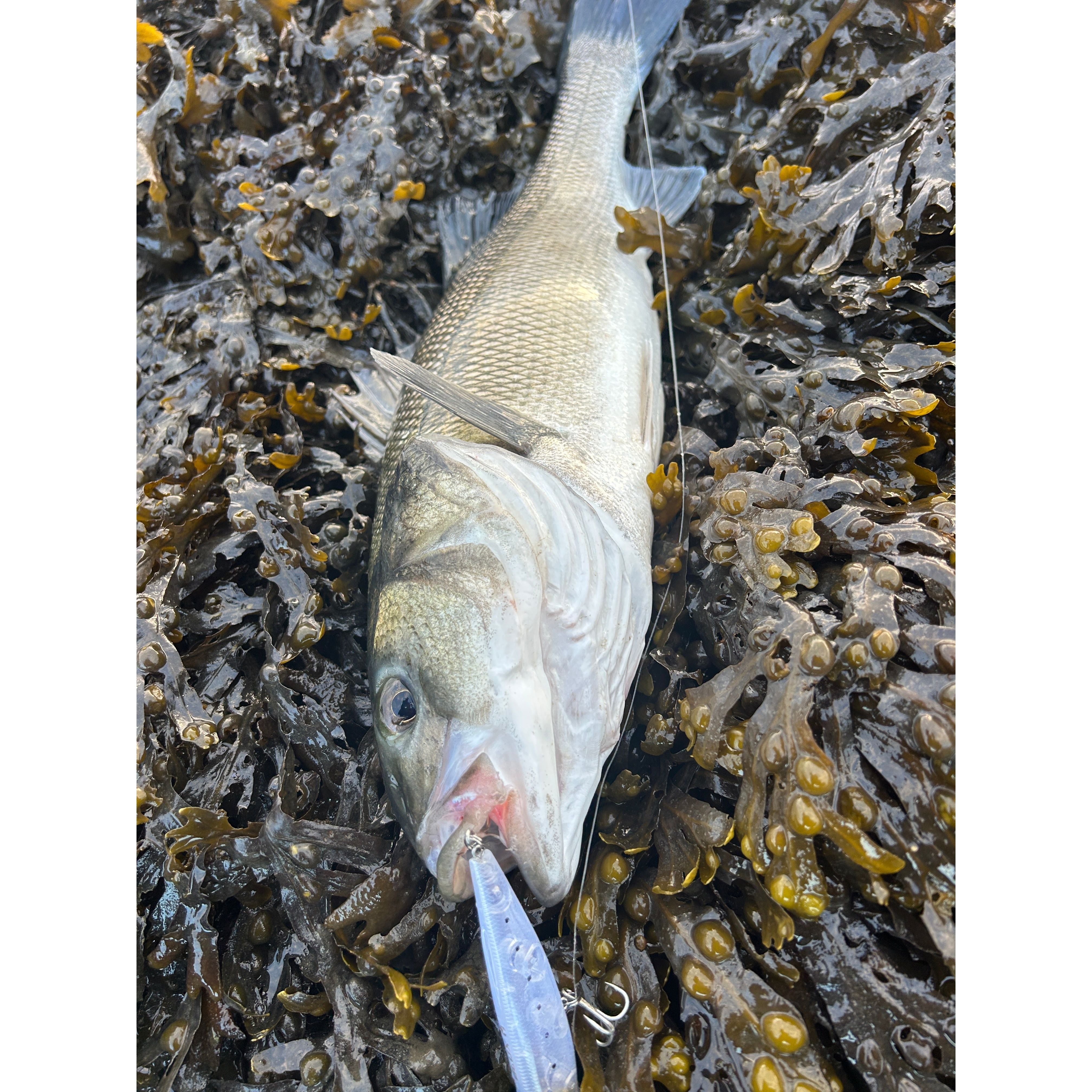 Small Surface Dog Bass Lure 95mm 15g - Bass Lures UK