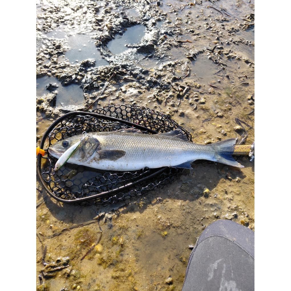 Small Surface Bass Lure 105mm 16g