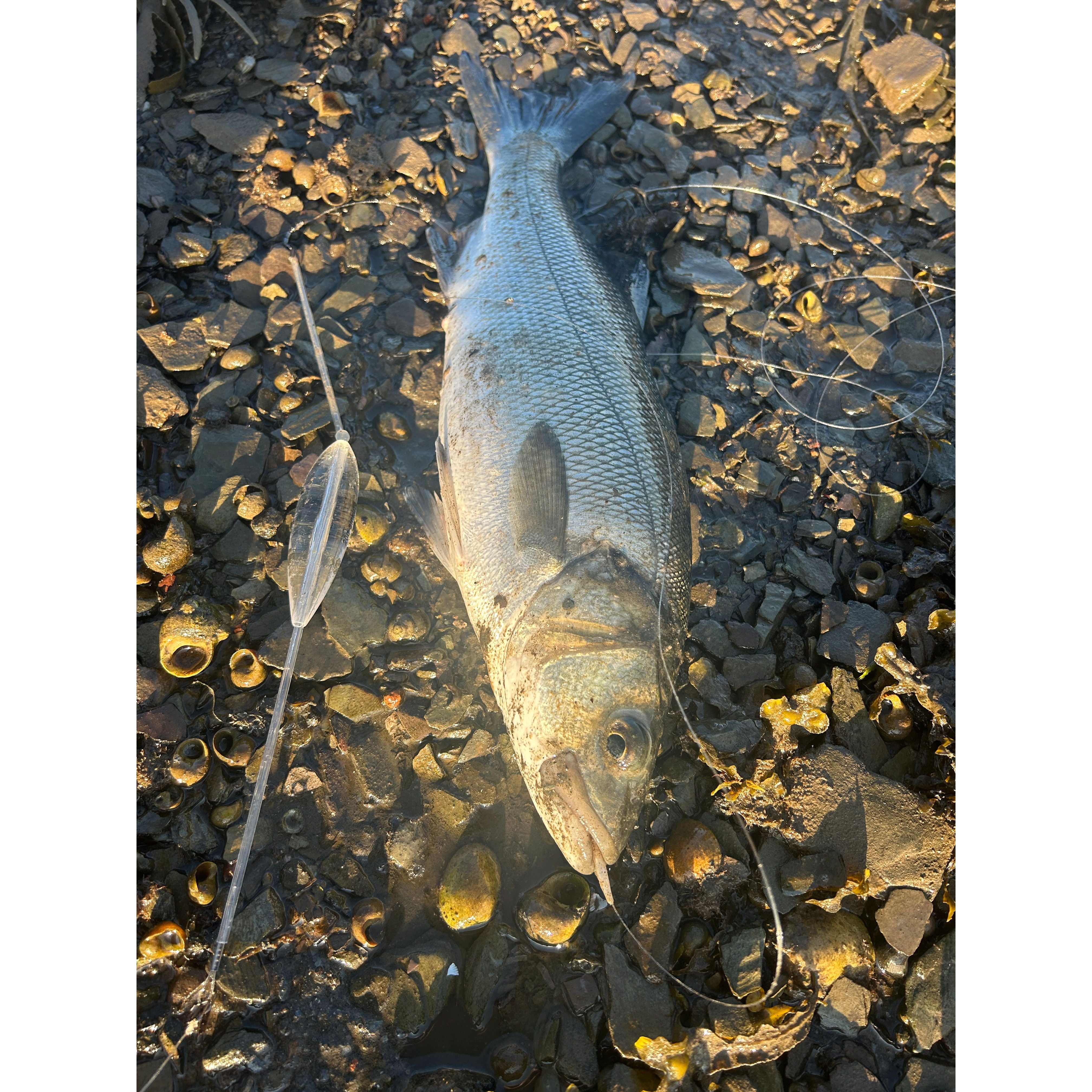 Anti-Tangle Bombarda Saltwater Species Red Gill Fishing Float Systems