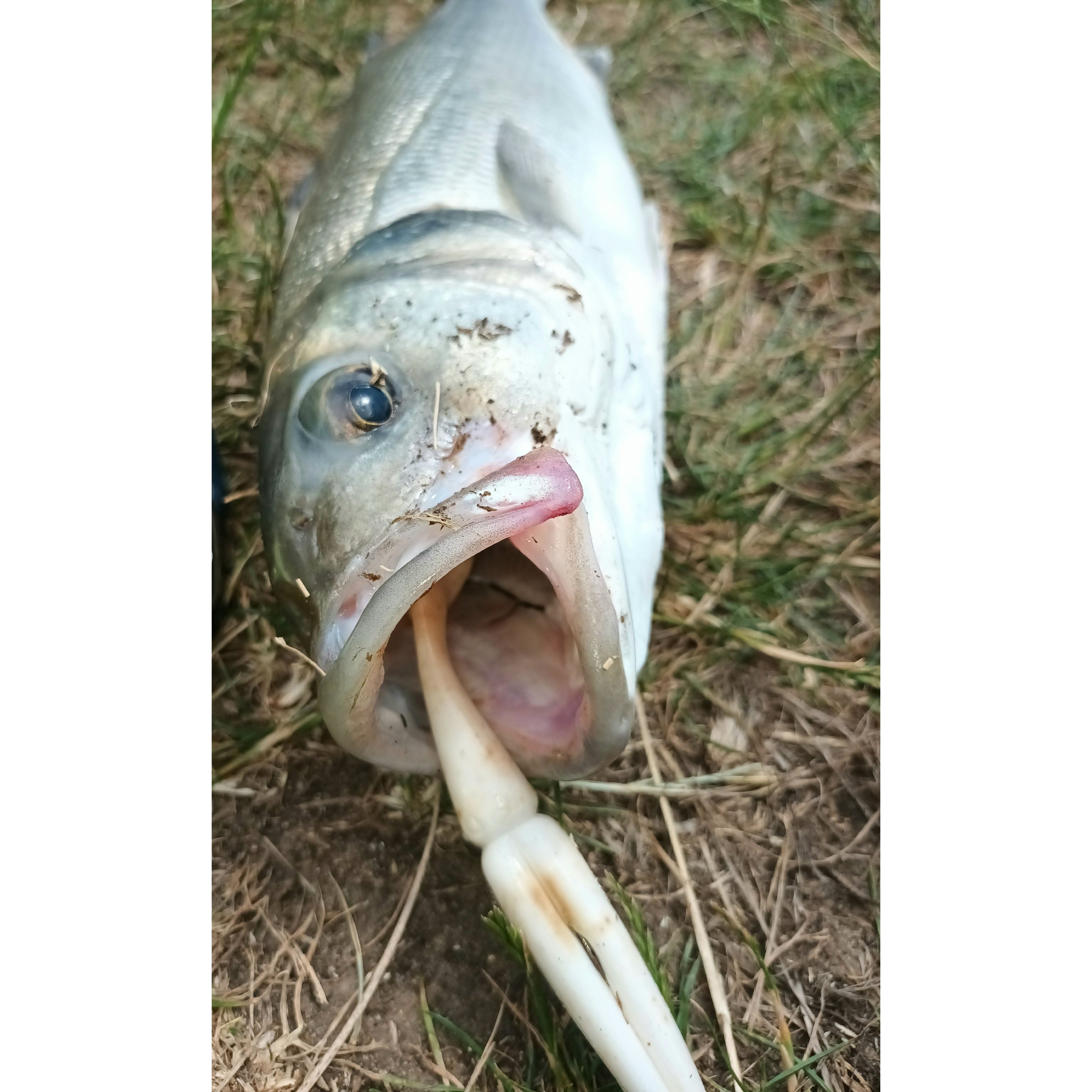 Split Shad Bass Lure Sets