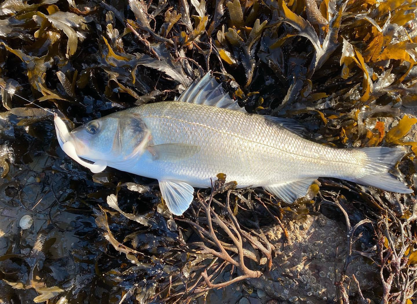 4.5” Handmade Cornish Shads Bass Lure Sets