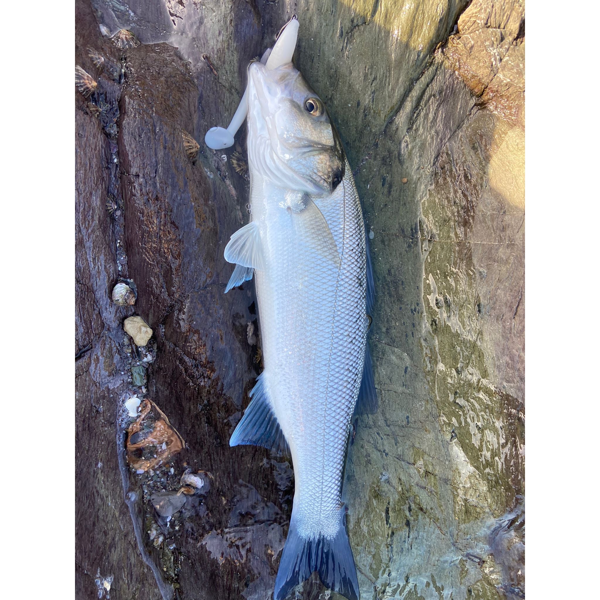 4” Handmade Cornish Split Shad Bass Lure Sets (NEW)