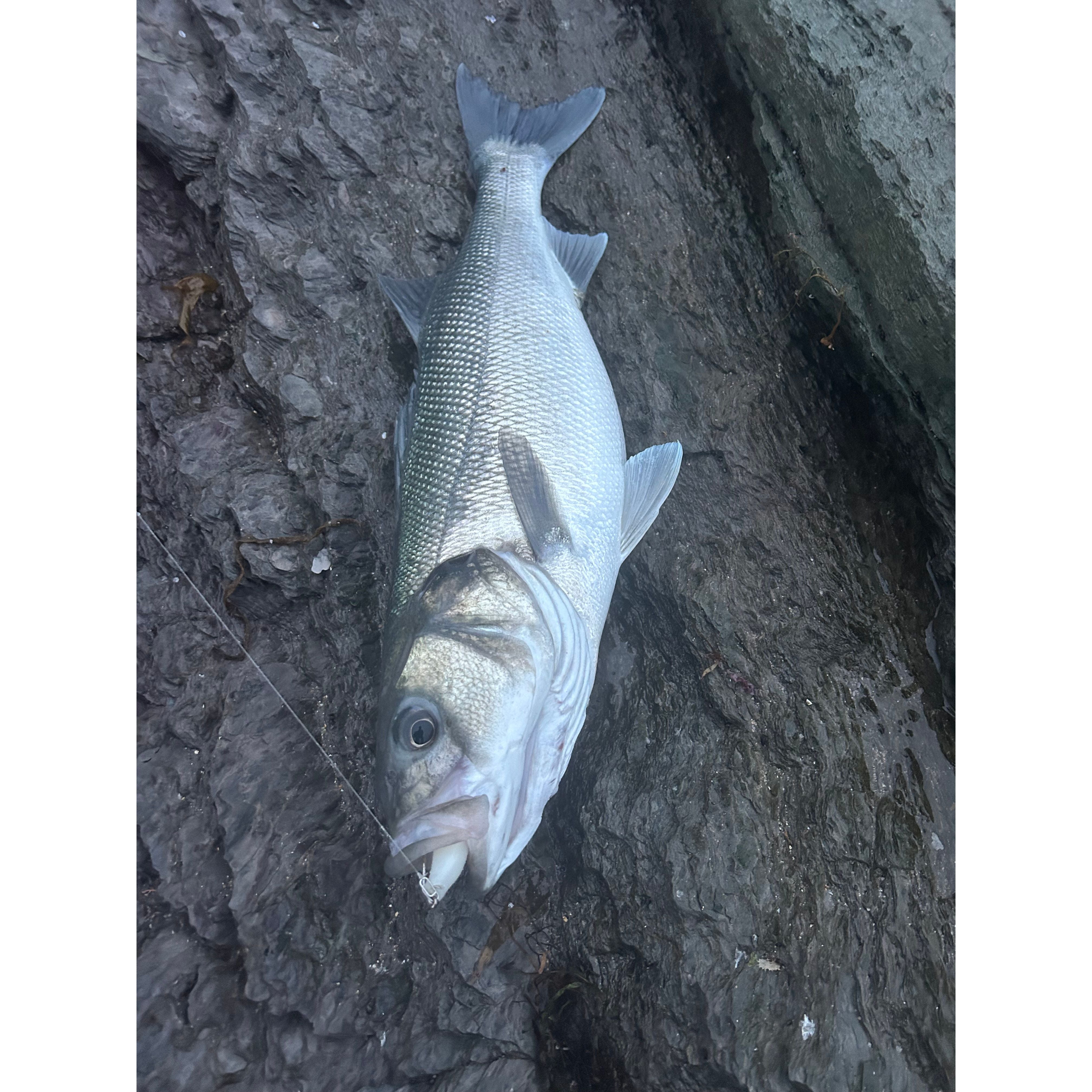 4” Handmade Cornish Split Shad Bass Lure Sets (The Locals Lure)