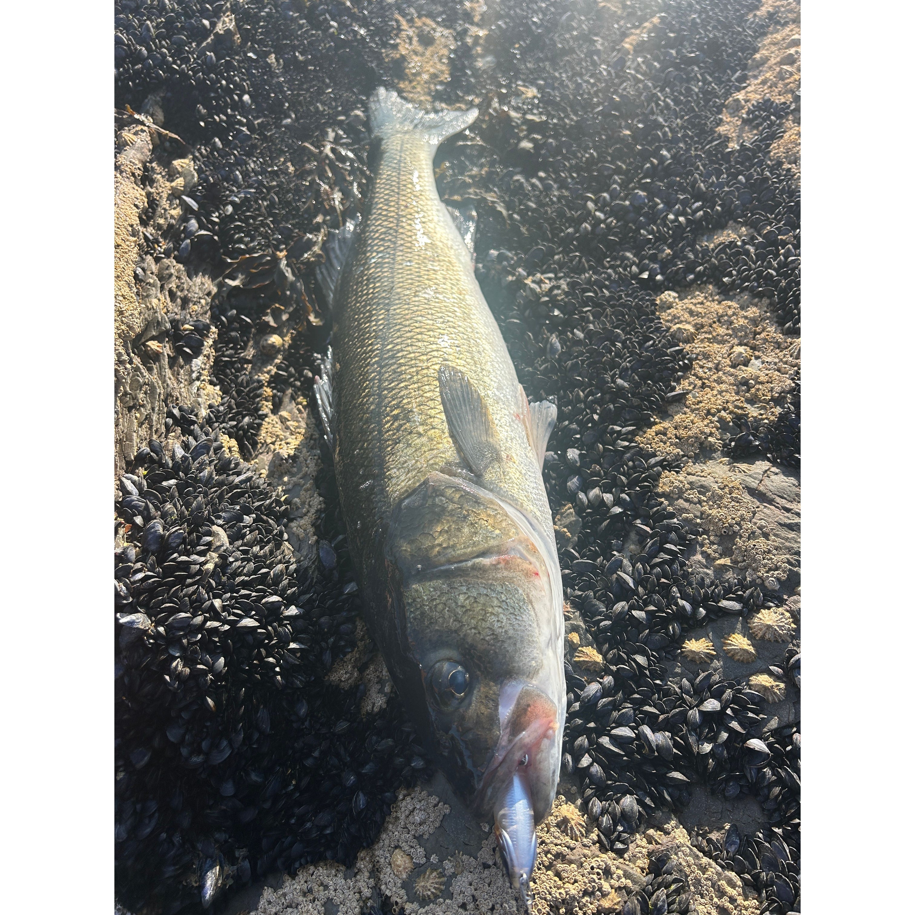 Small Surface Dog Bass Lure