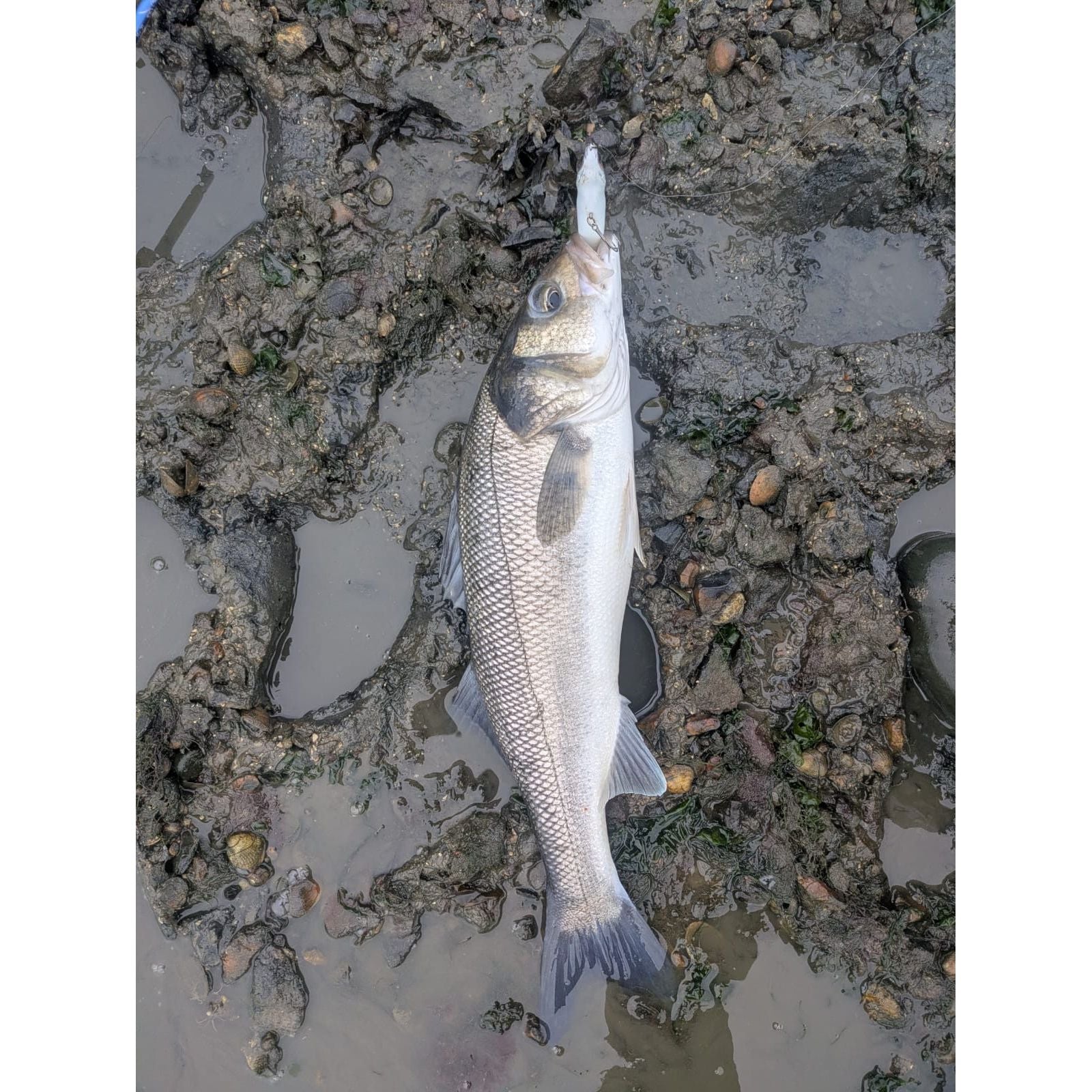 Small Chap Surface Topwater Bass Lure 90mm 16g