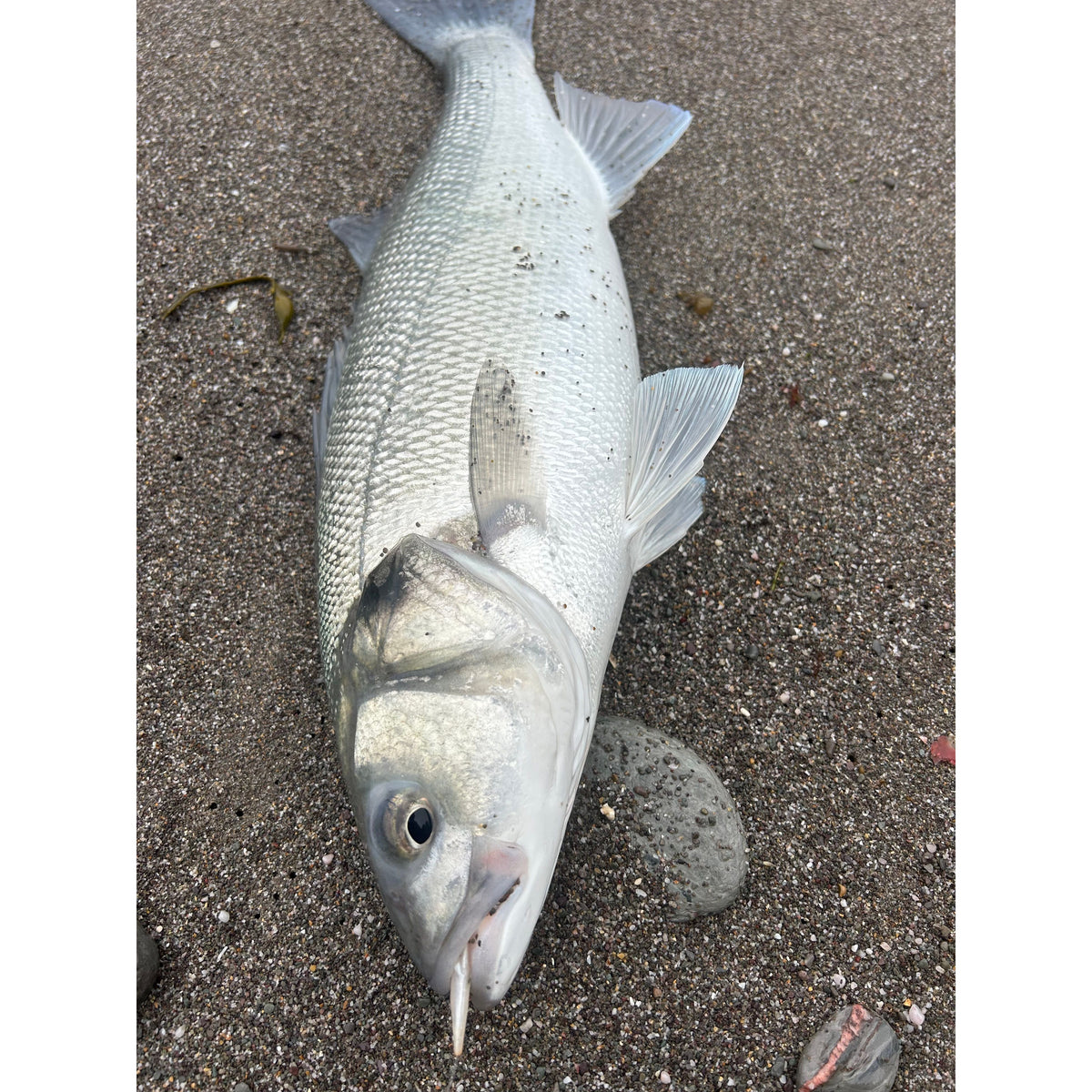Red Gill Original Imitation Sandeel 90mm (Catcher)