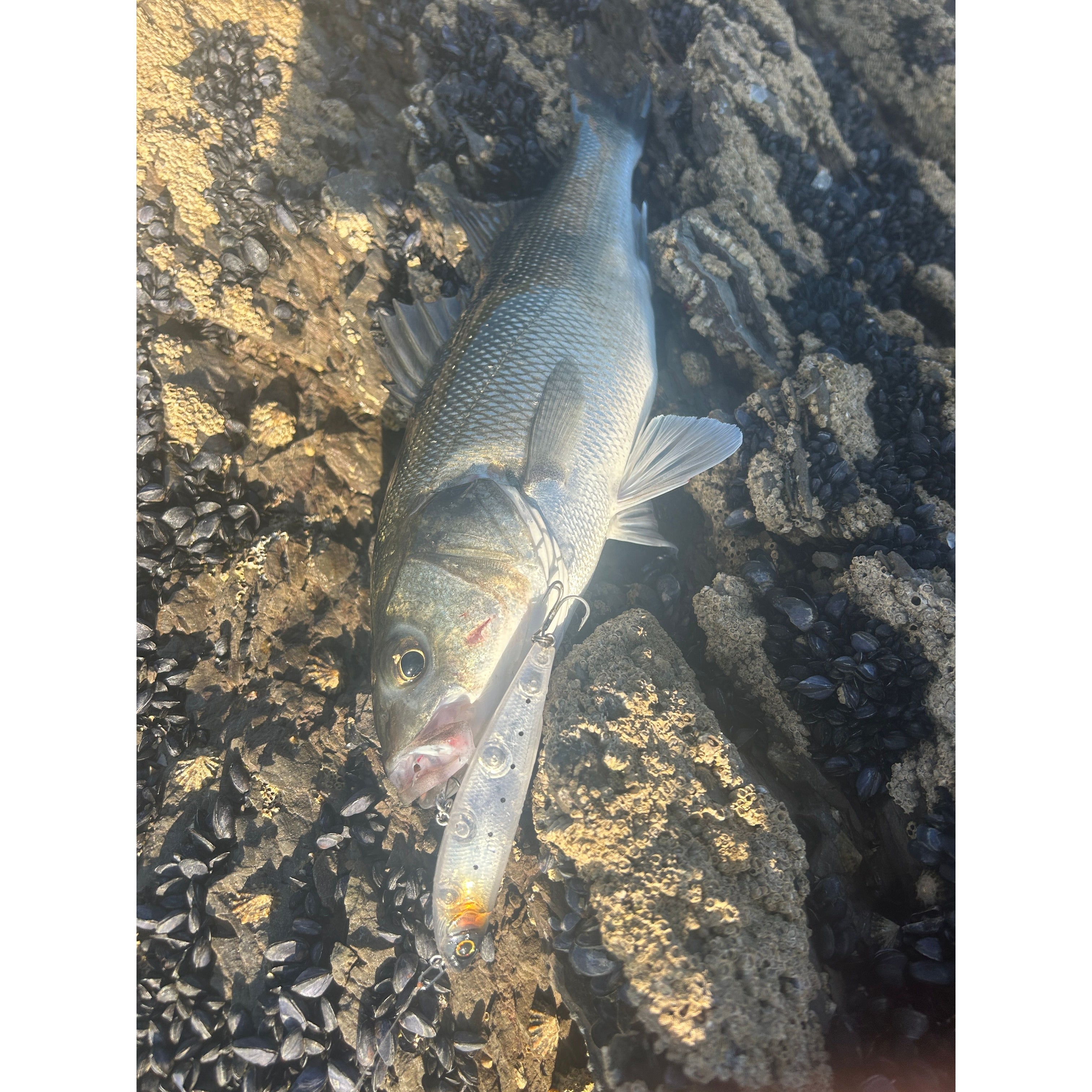 Small Surface Dog Bass Lure