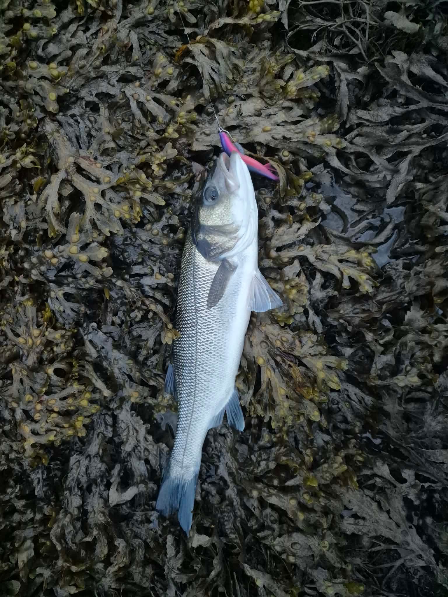 5” T-Tail Soft Bass Lure Sets