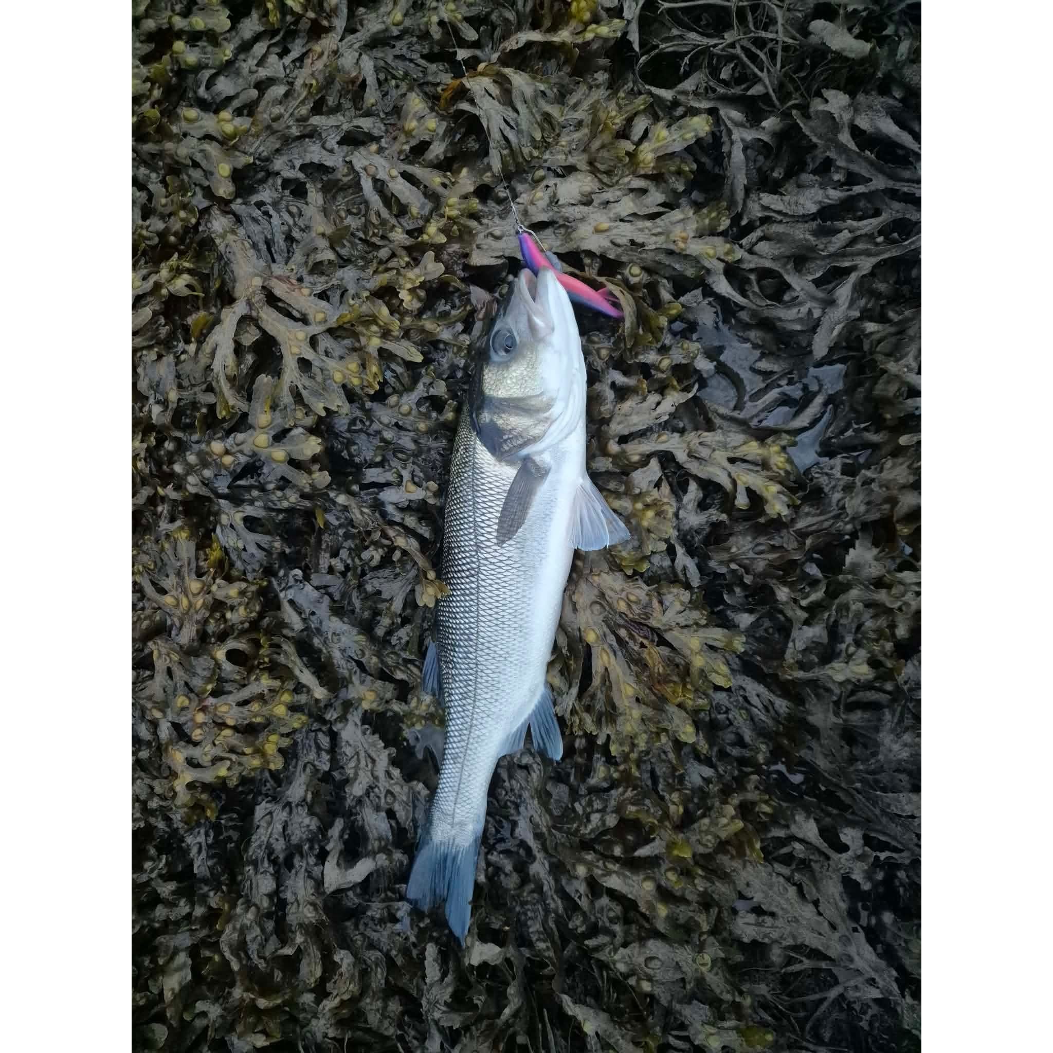 5” T-Tail Soft Bass Lure Sets