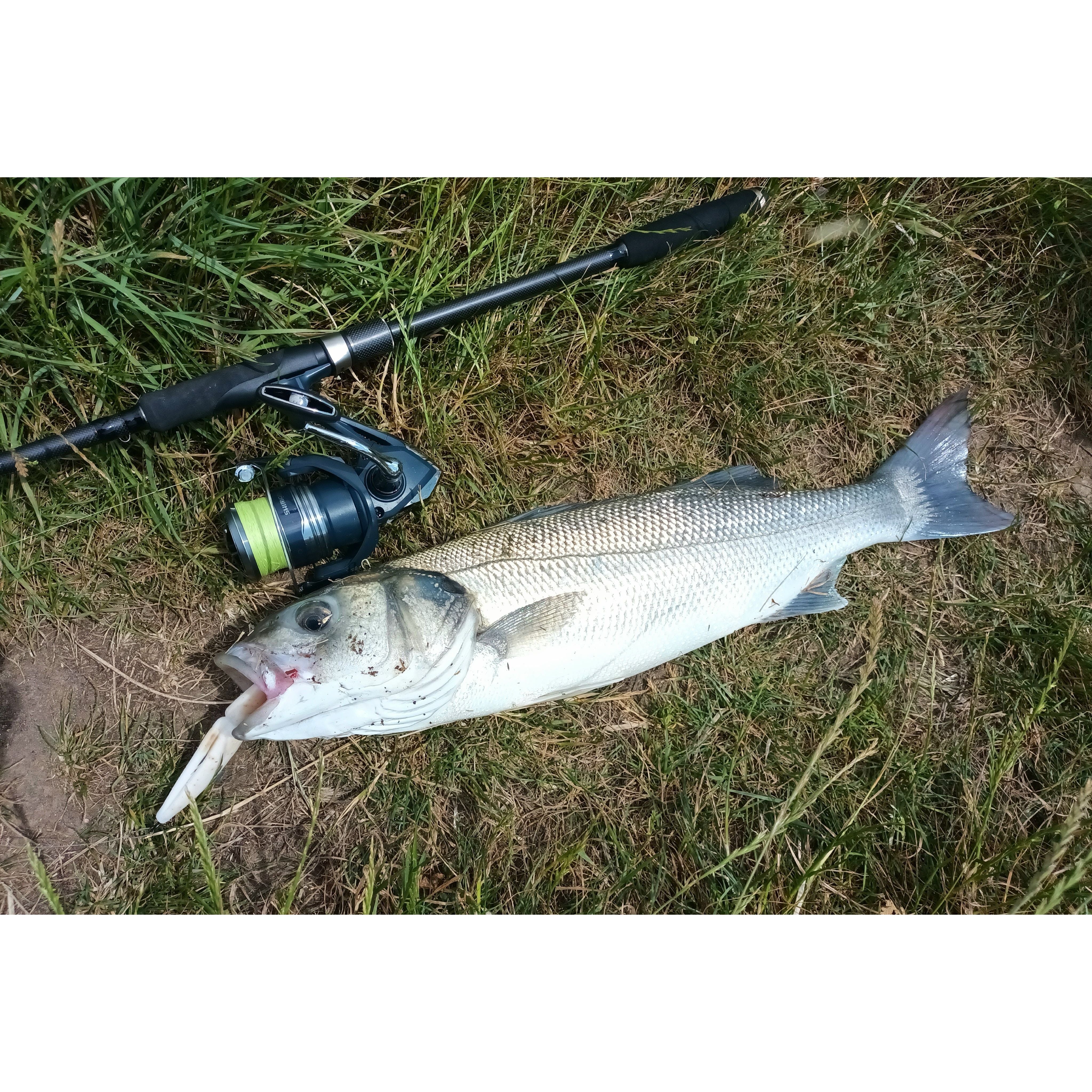 Split Shad Bass Lure Sets