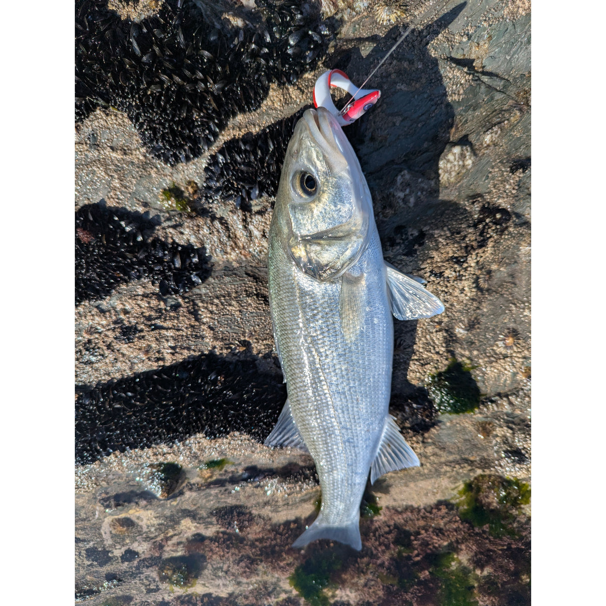 Weighted Sandeel Bass Lure 140mm & 110mm