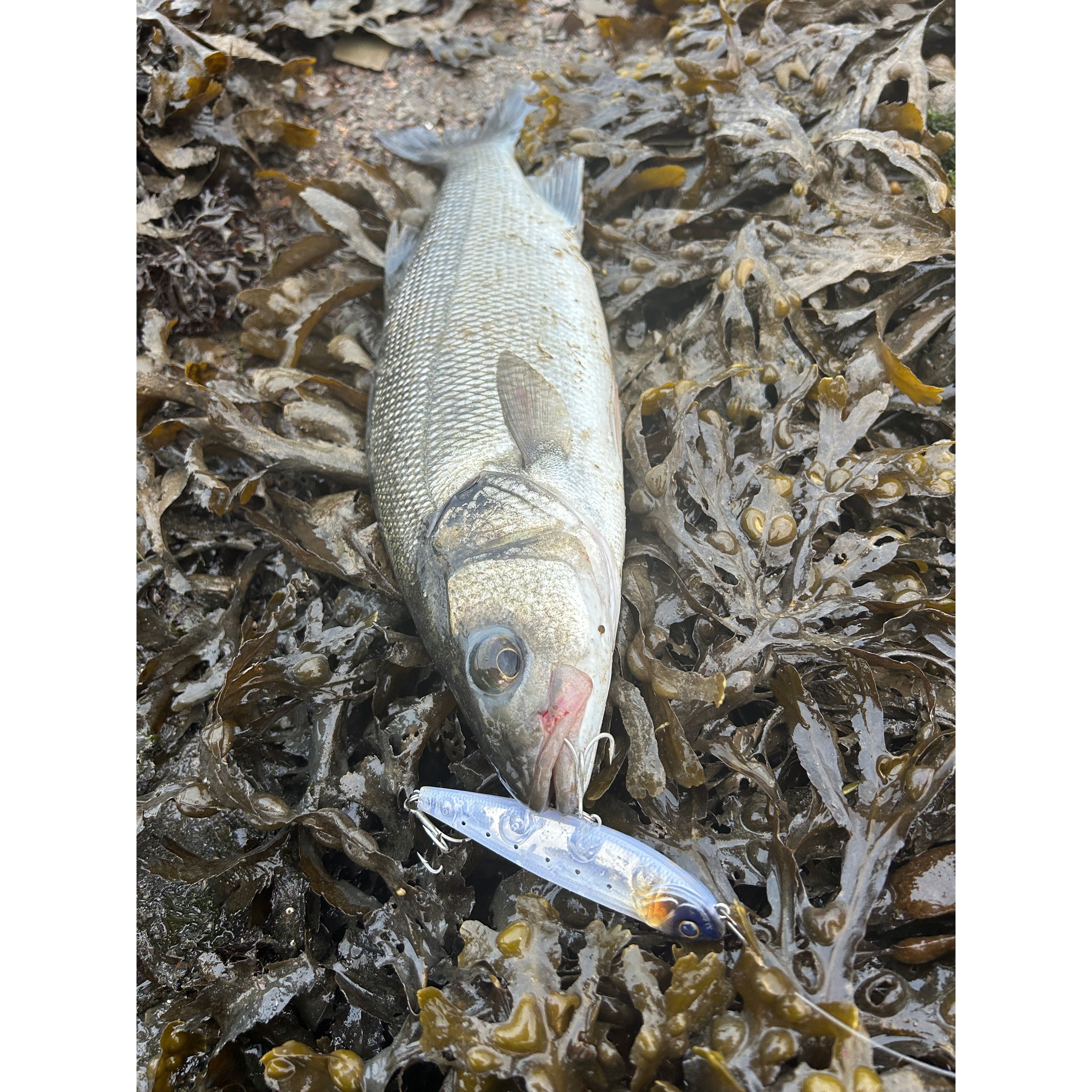 Small Surface Dog Bass Lure 95mm 15g