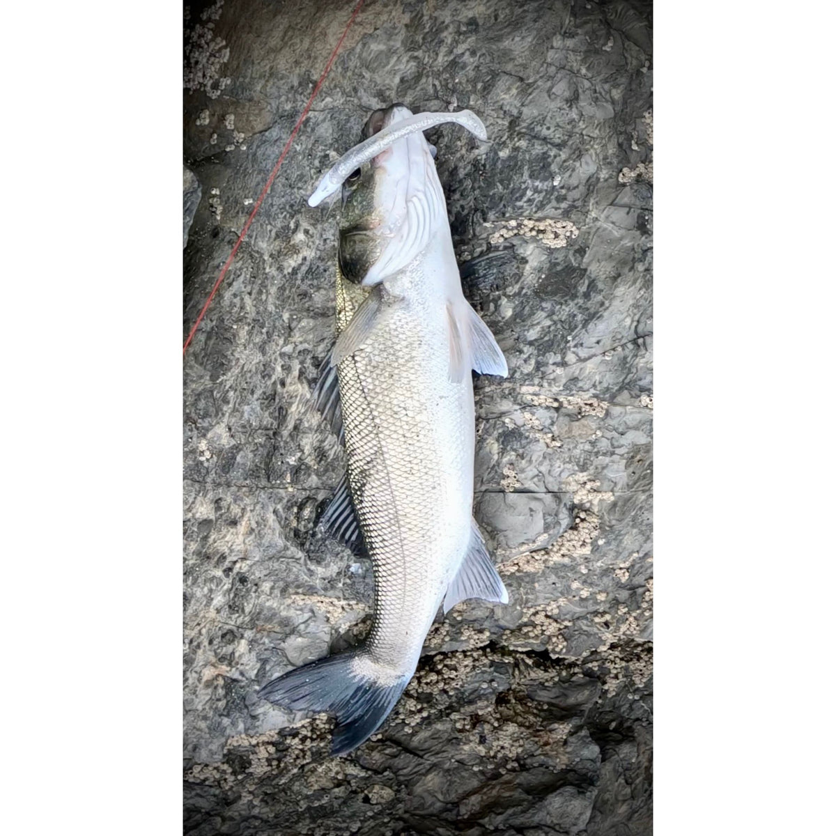 Weighted Sandeel Bass Lure 120mm 23g