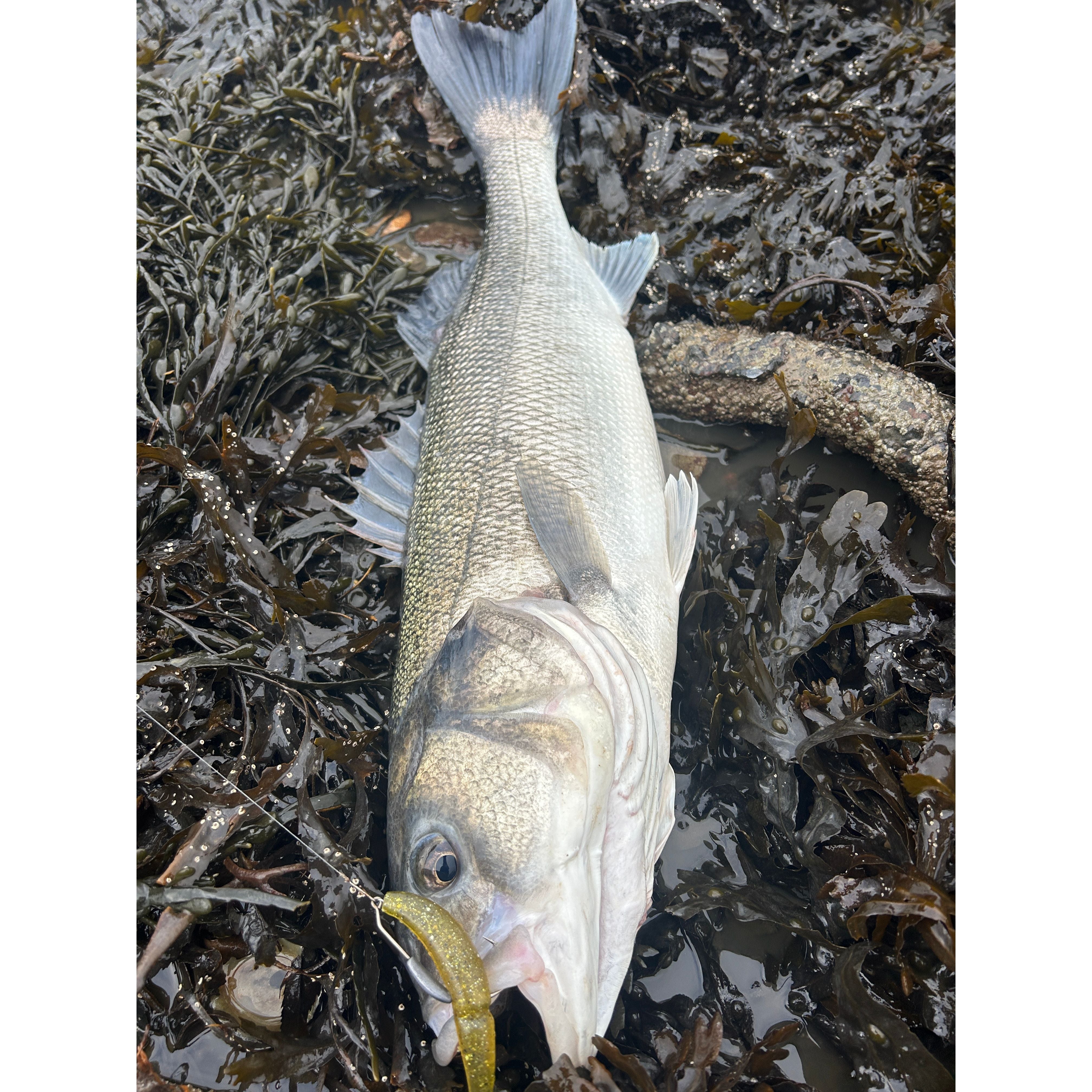 4” Handmade Cornish Split Shad Bass Lure Sets (NEW)