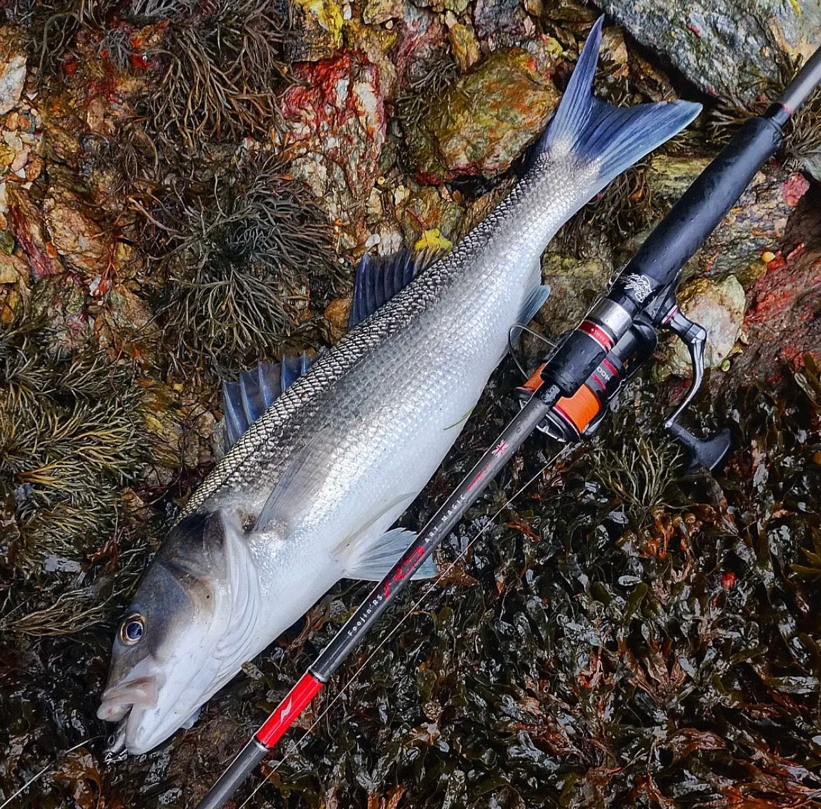 4.5” Soft J Shad Style Bass Lure Sets 125mm 18g