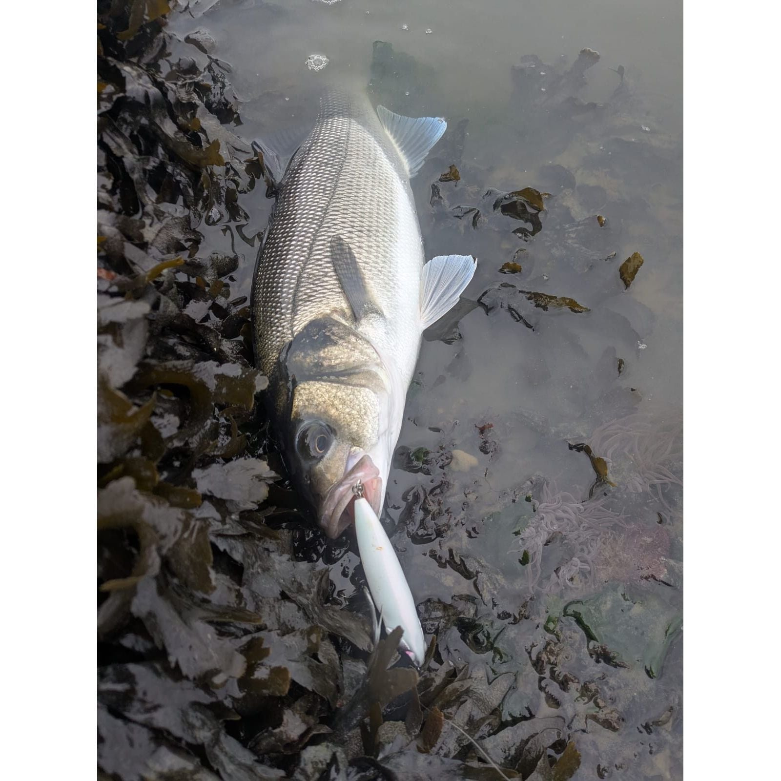 Small Chap Surface Topwater Bass Lure 90mm 16g