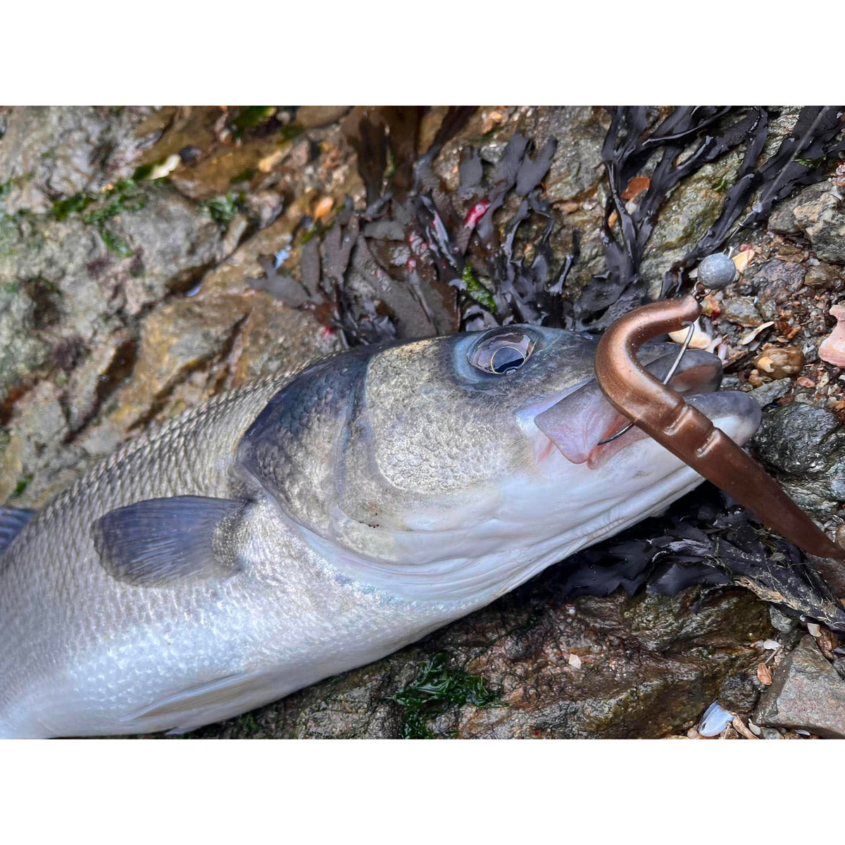 6” Handmade Cornish Slug Bass Lure Sets