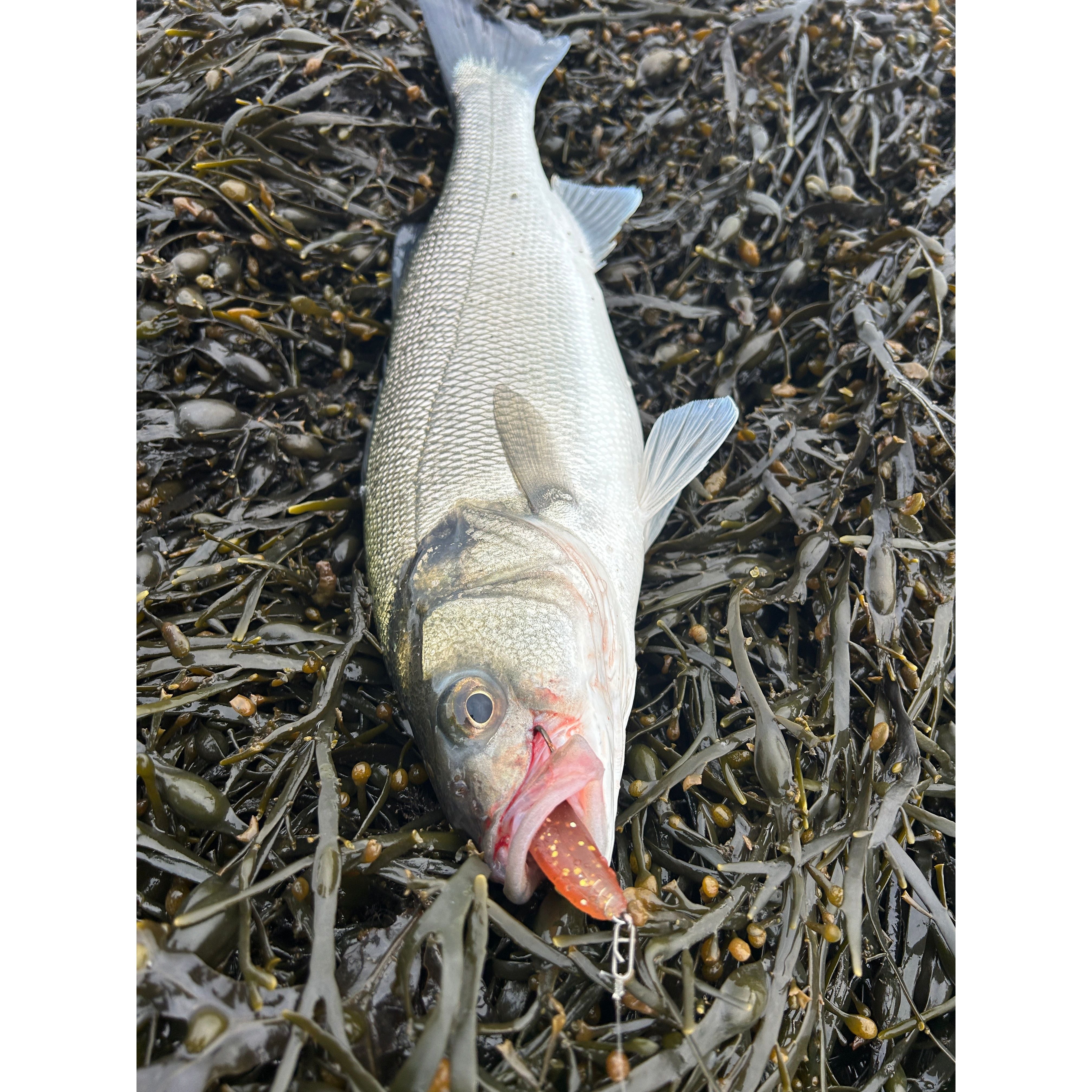 4.5” Handmade Cornish Shads Bass Lure Sets