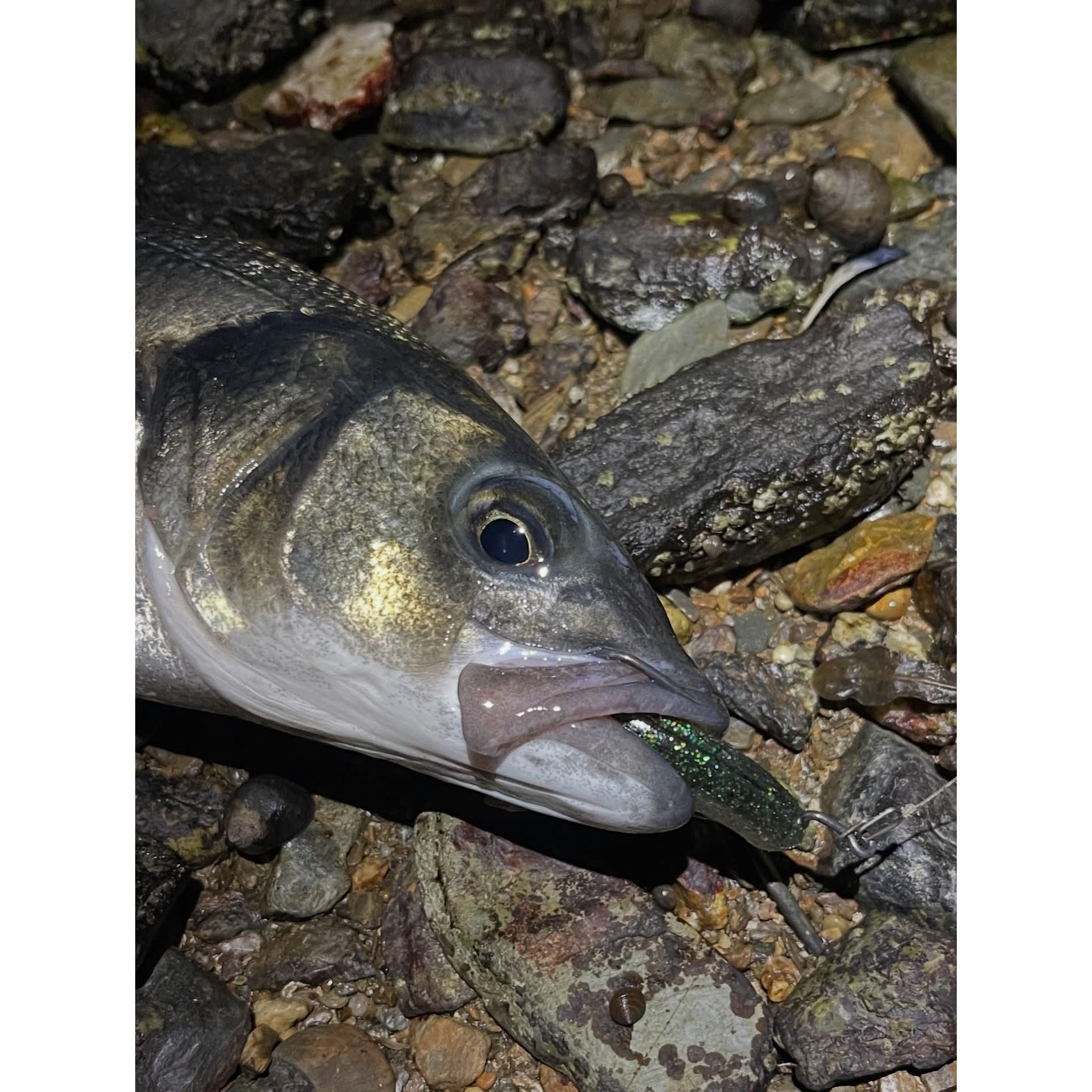 5” T-Tail Soft Bass Lure Sets