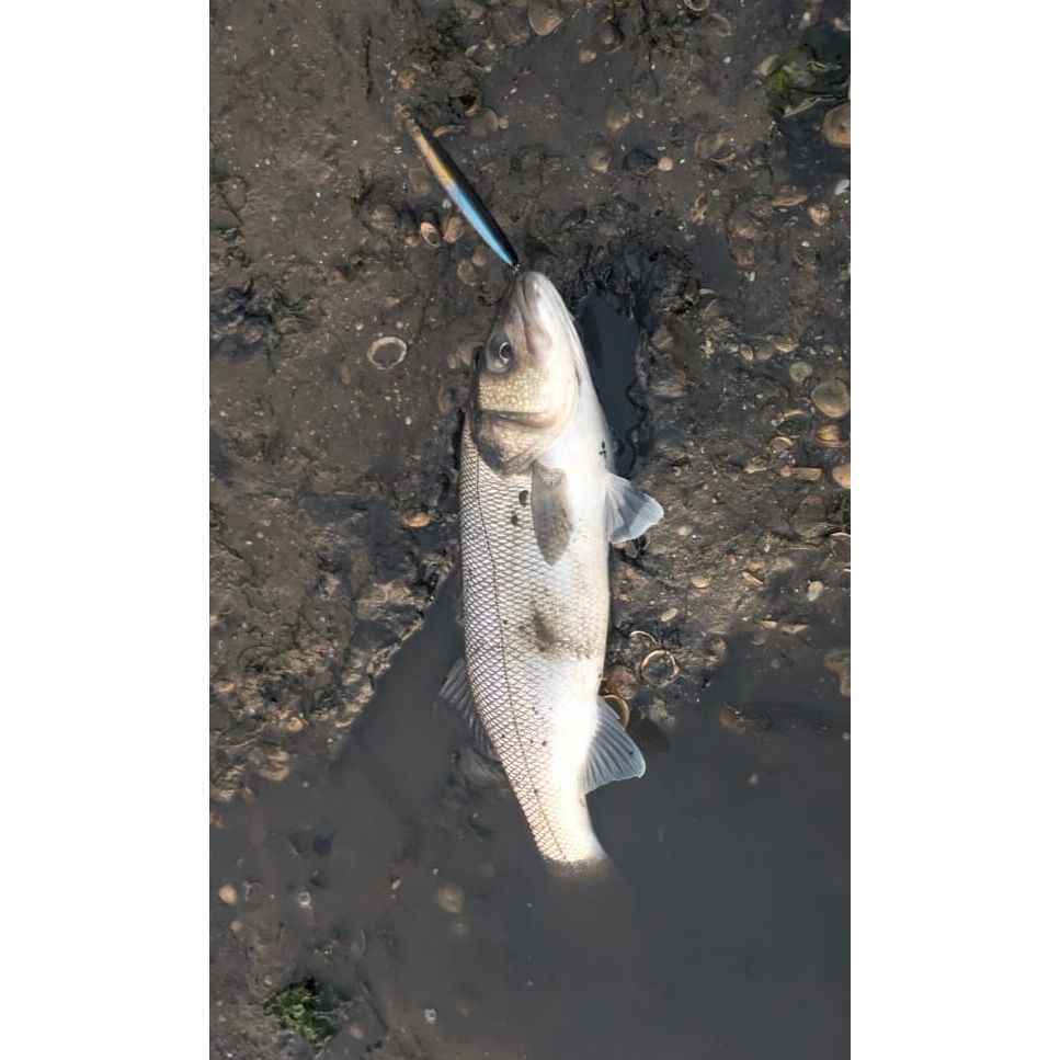 Medium Surface Skimming Bass Lure 110mm 13g