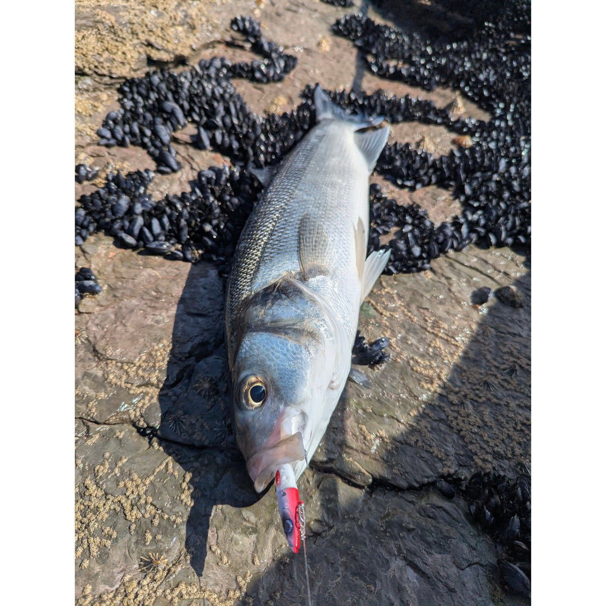 Weighted Sandeel Bass Lure 140mm & 110mm