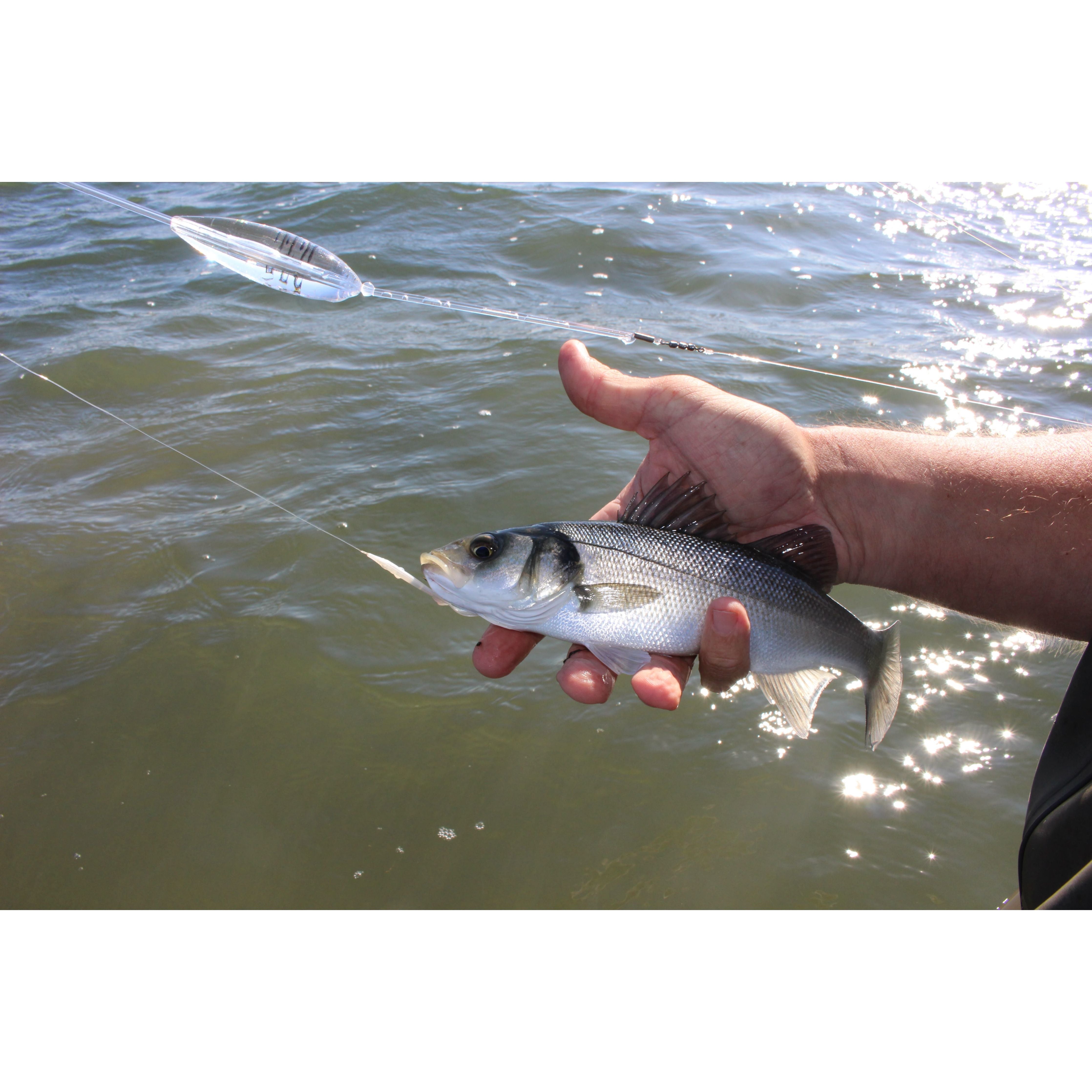 Anti-Tangle Bombarda Saltwater Species Red Gill Fishing Float Systems