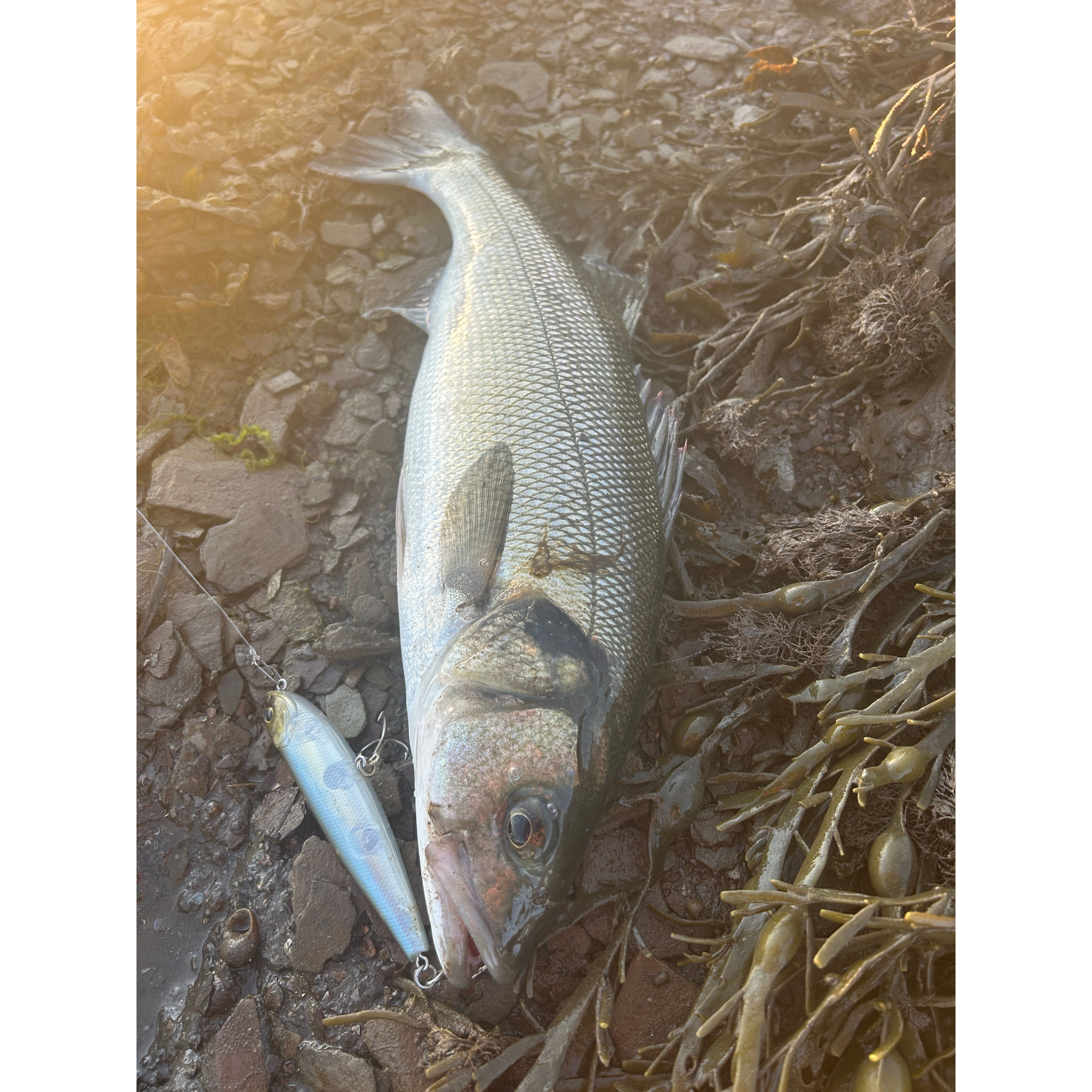 Small Surface Dog Bass Lure