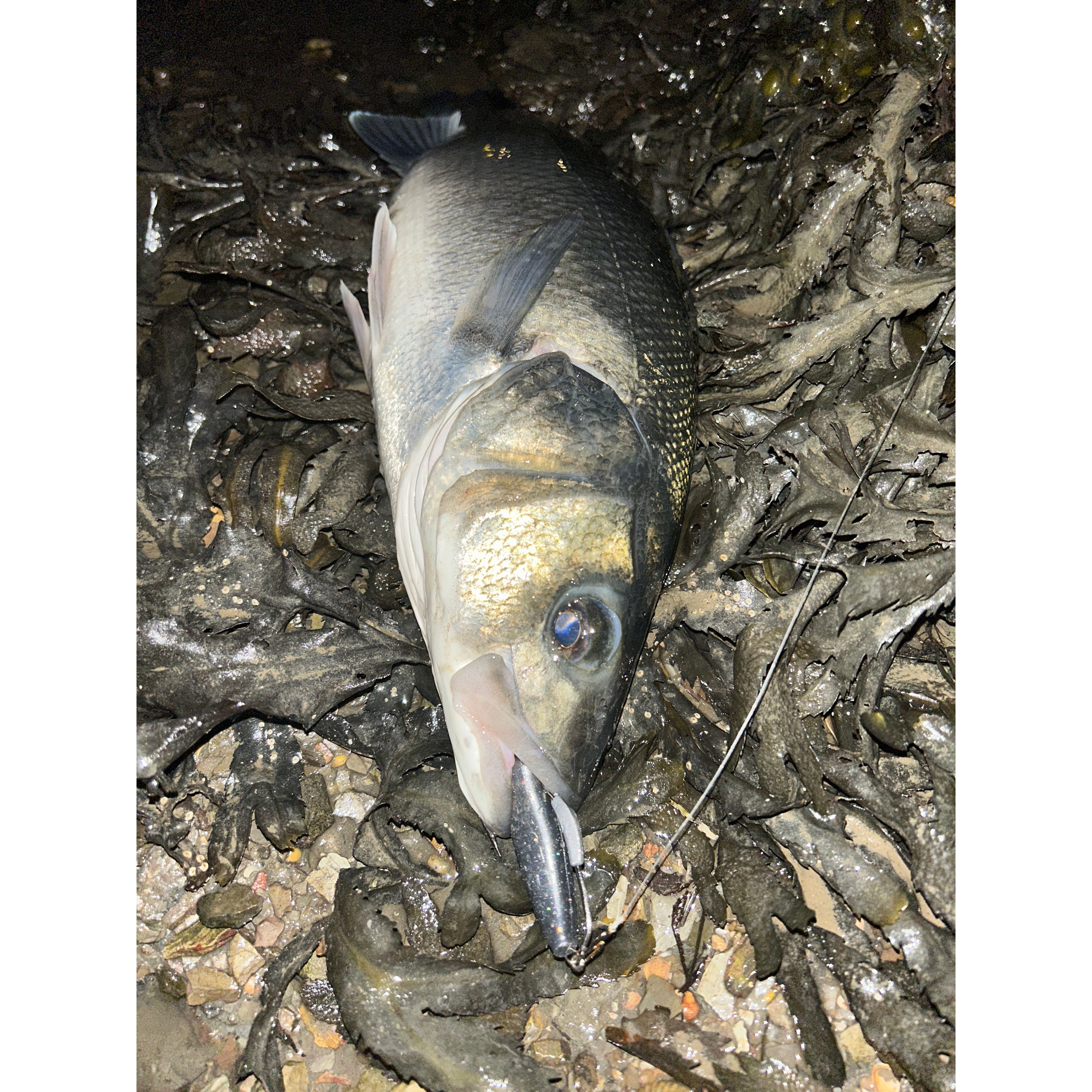 4” Handmade Cornish Split Shad Bass Lure Sets (NEW)