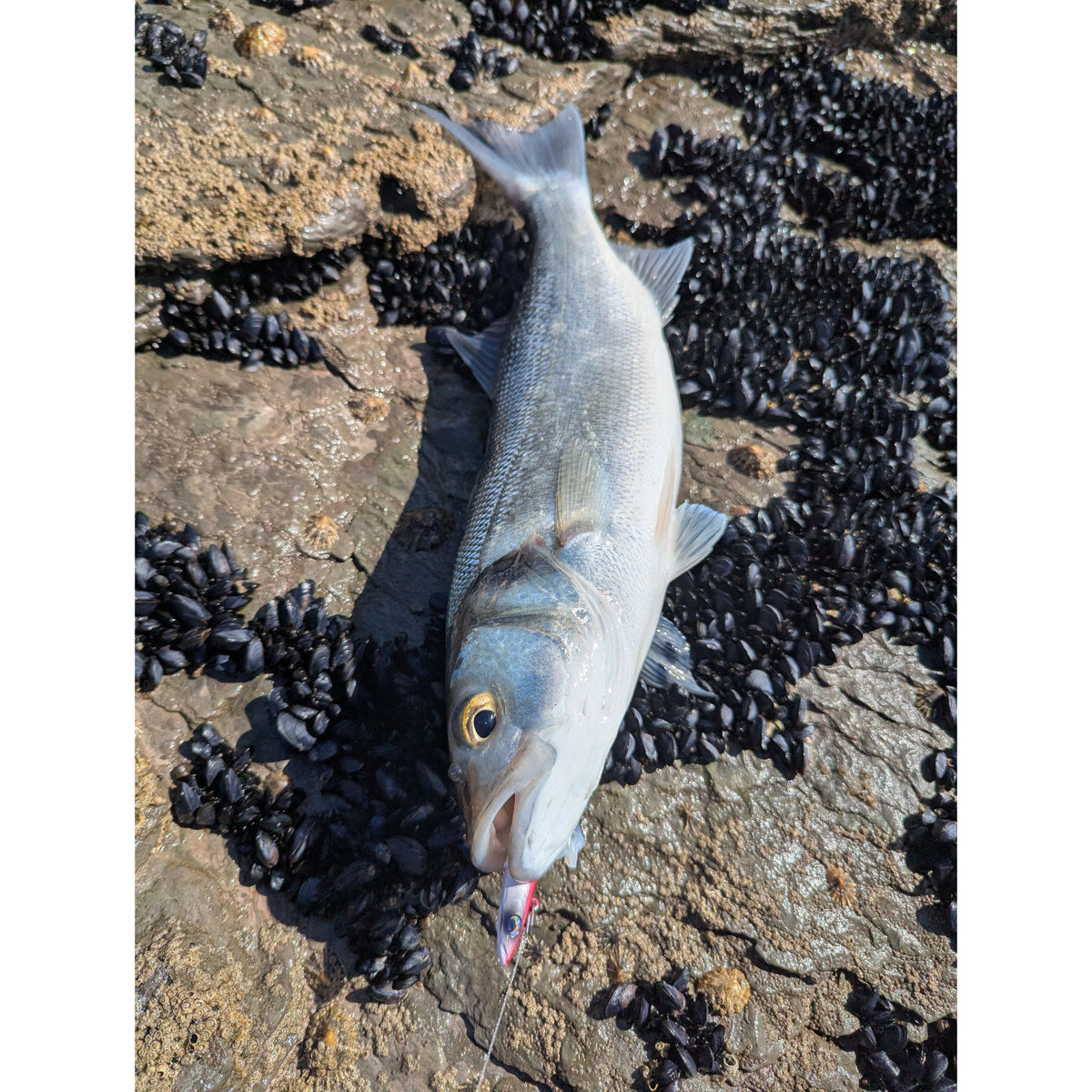 Weighted Sandeel Bass Lure 140mm & 110mm