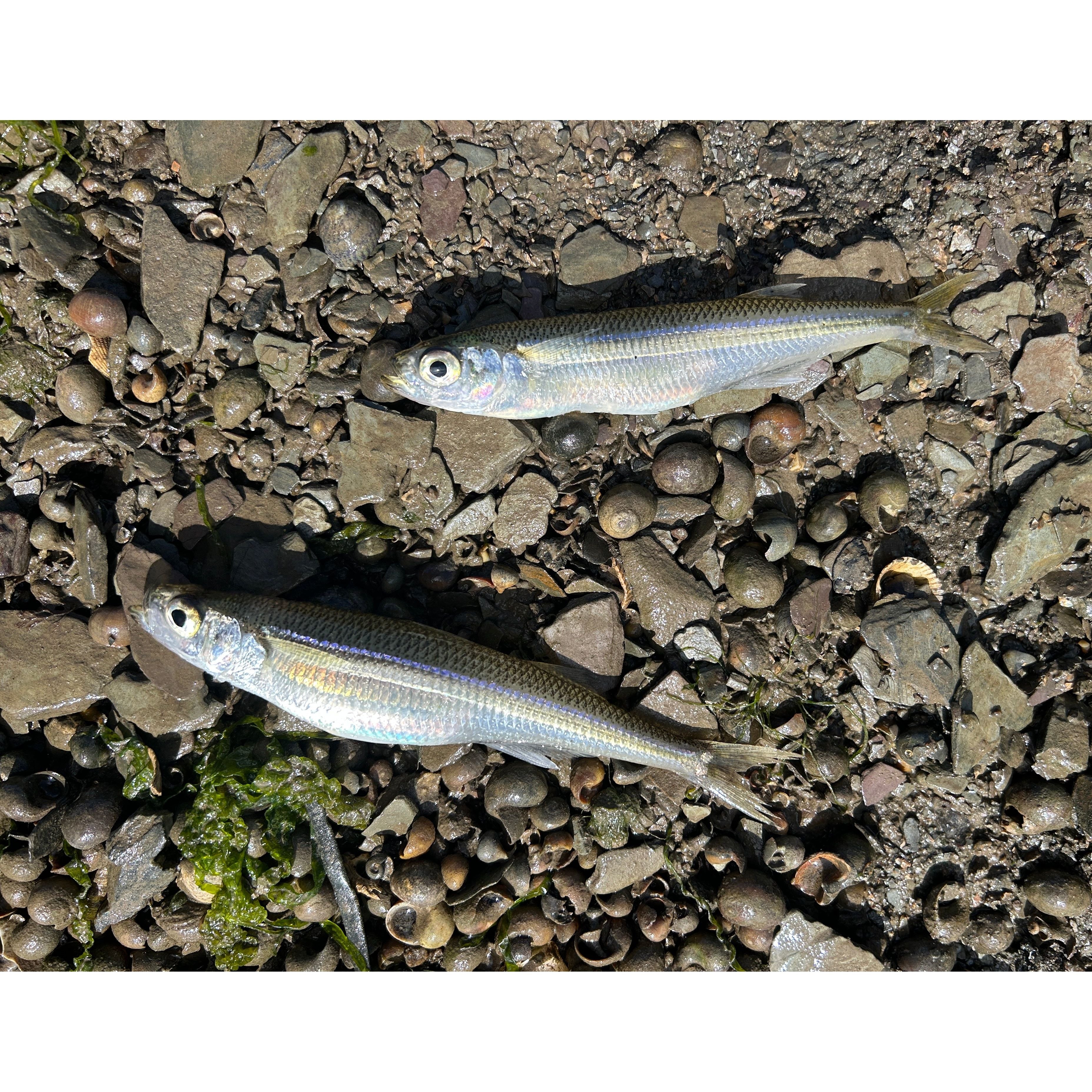 4.5” Supersoft Shad Sand Smelt Bass Lure Set 120mm 17g