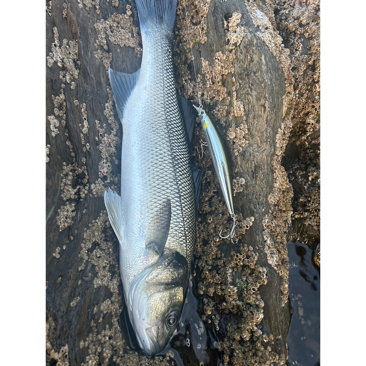 Medium Mustad Gonta Shallow Diving Minnow 110mm Floating & Sinking