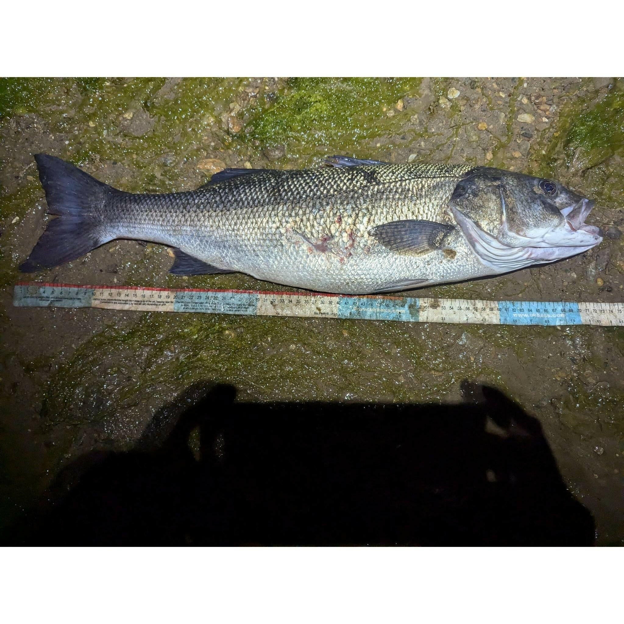 Weight Chart 22 Inch Bass Weight BASS Measuring Tape MK II